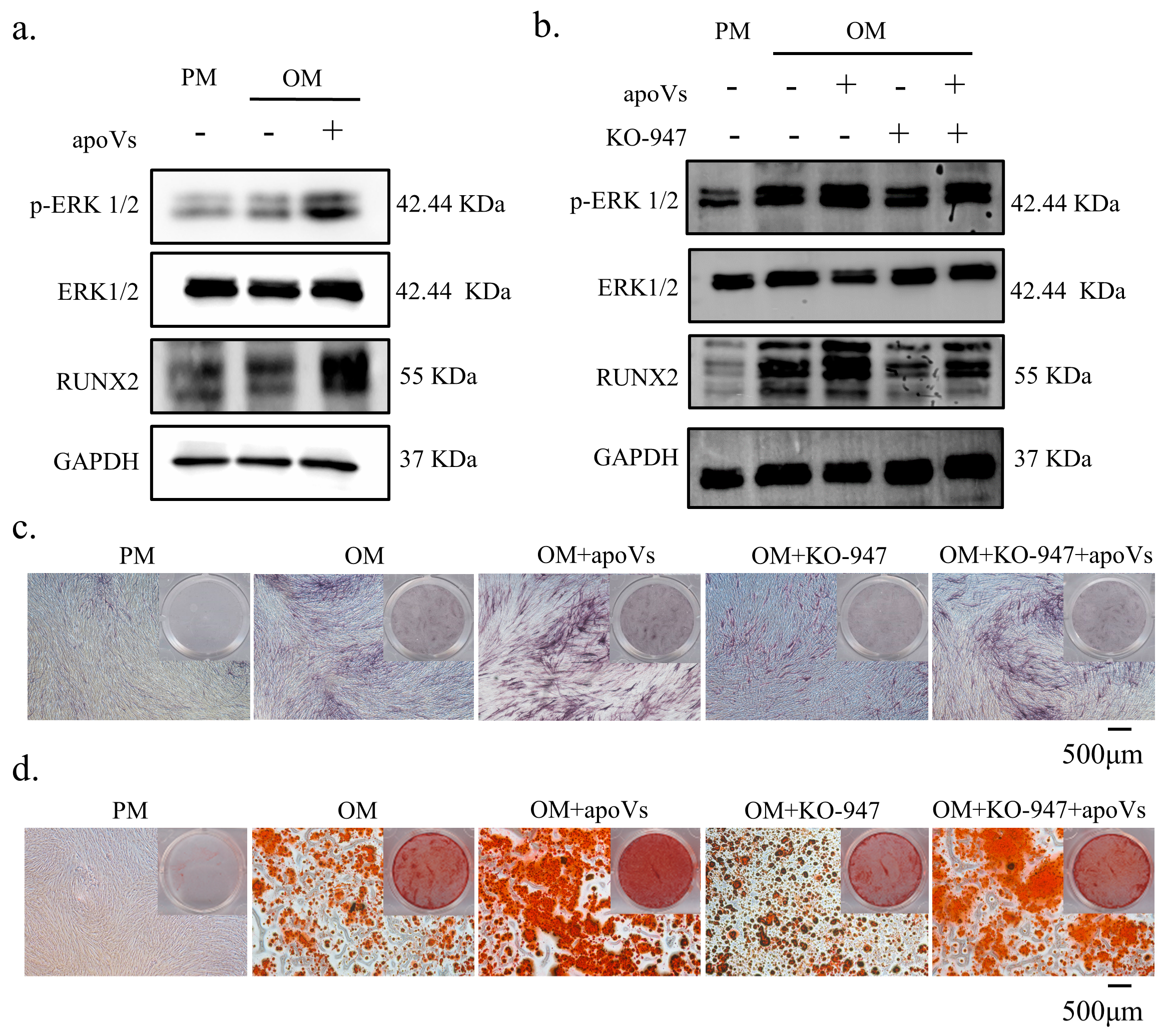 Biomedicines 12 00730 g007