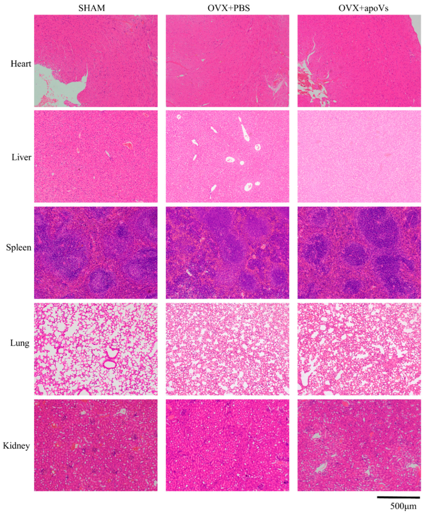 Biomedicines 12 00730 g0a4