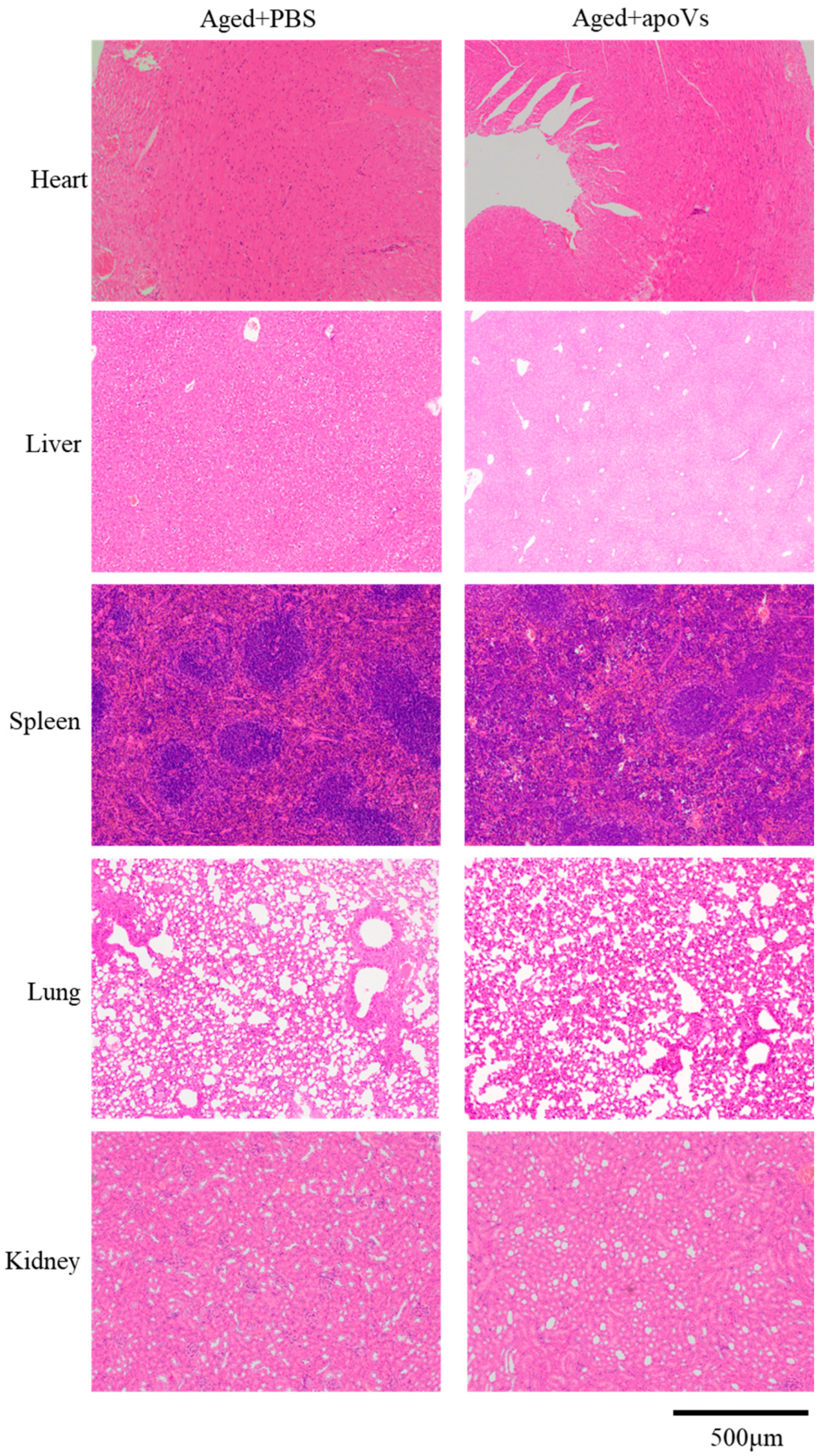 Biomedicines 12 00730 g0a5