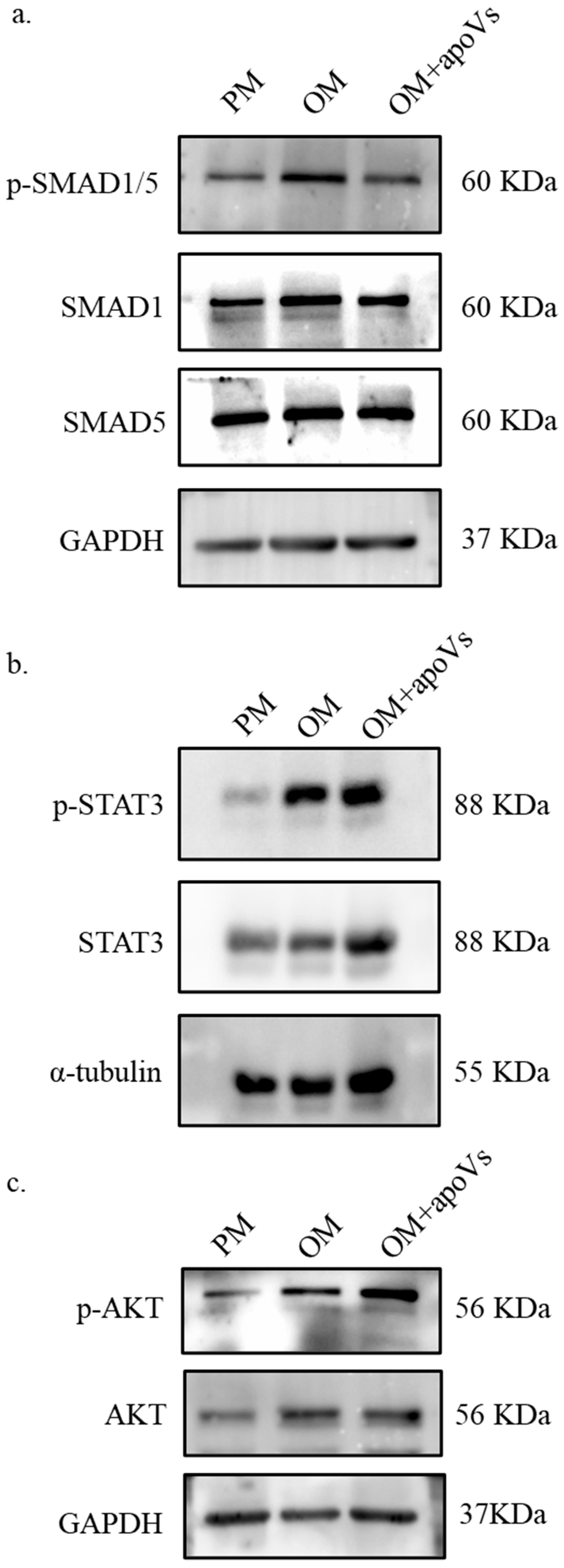 Biomedicines 12 00730 g0a7