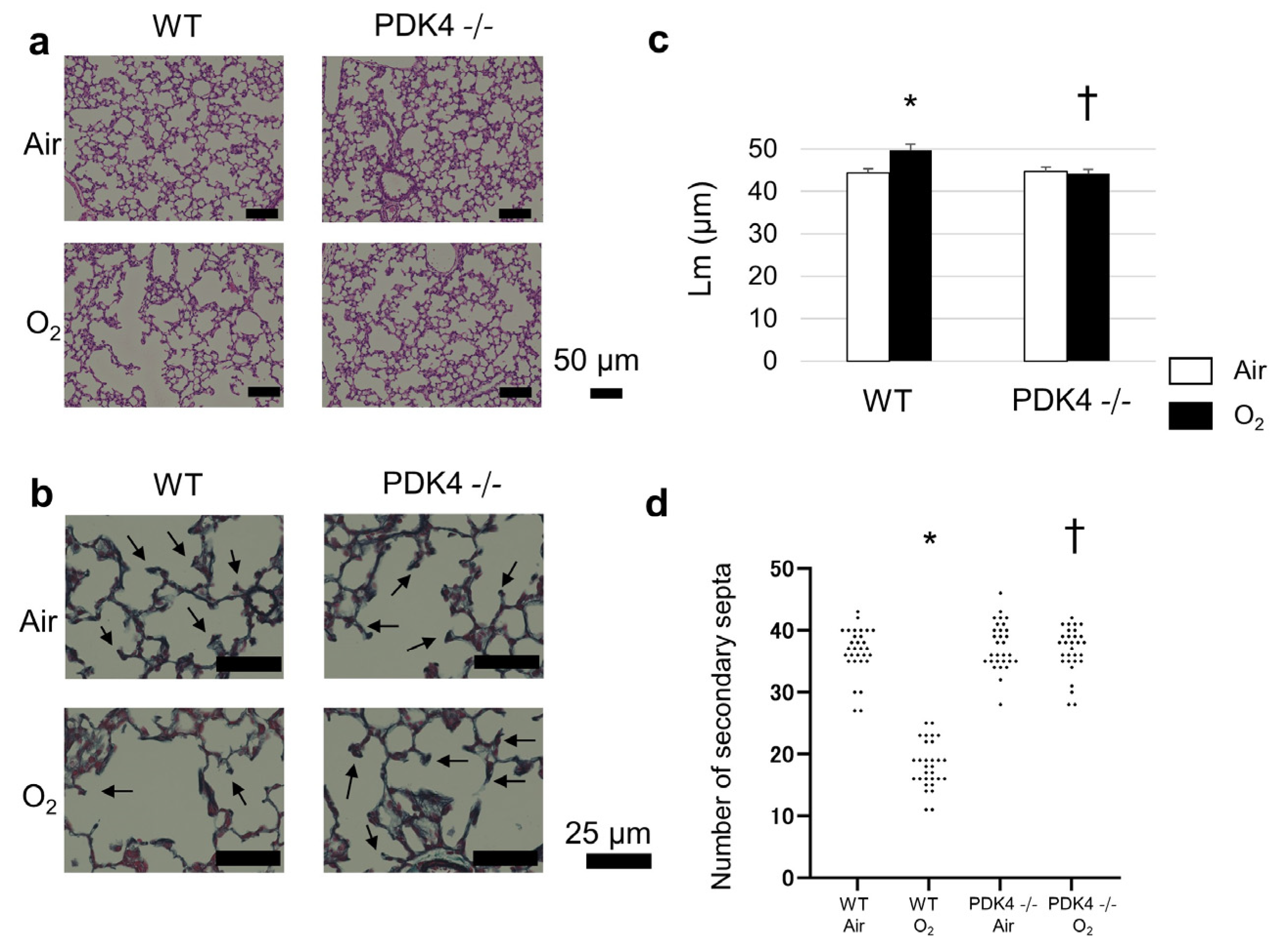 Biomedicines 12 00746 g002