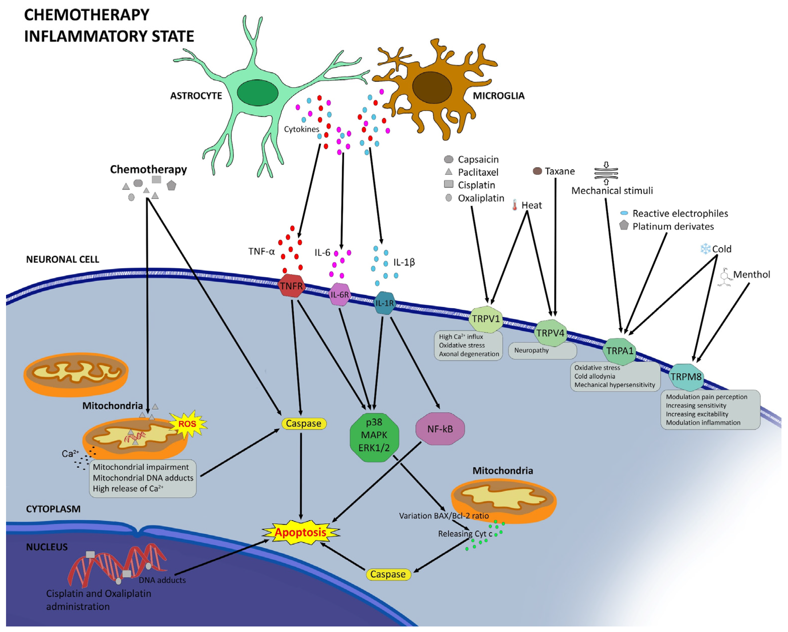 Biomedicines 12 00751 g001
