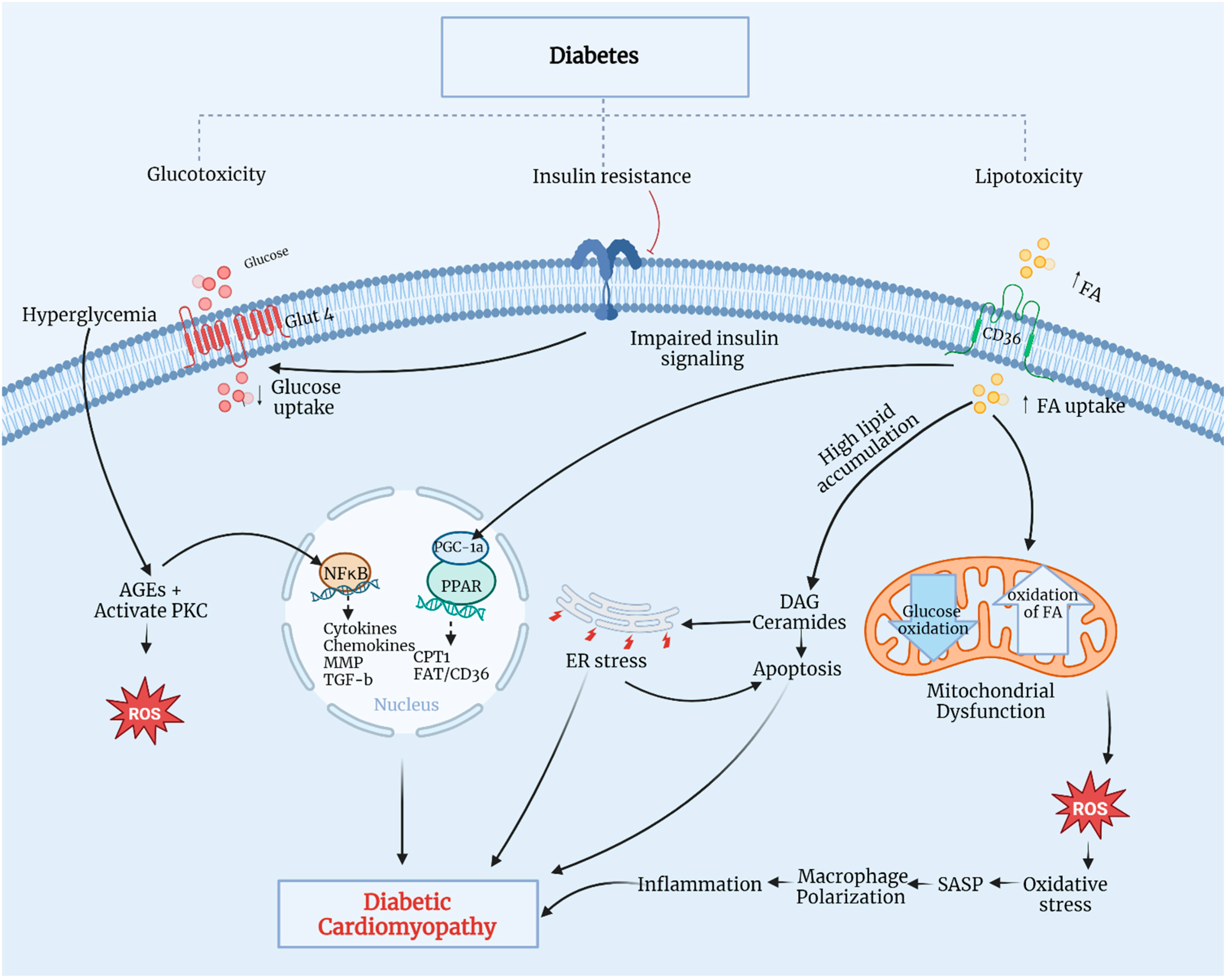Biomedicines 12 00759 g002