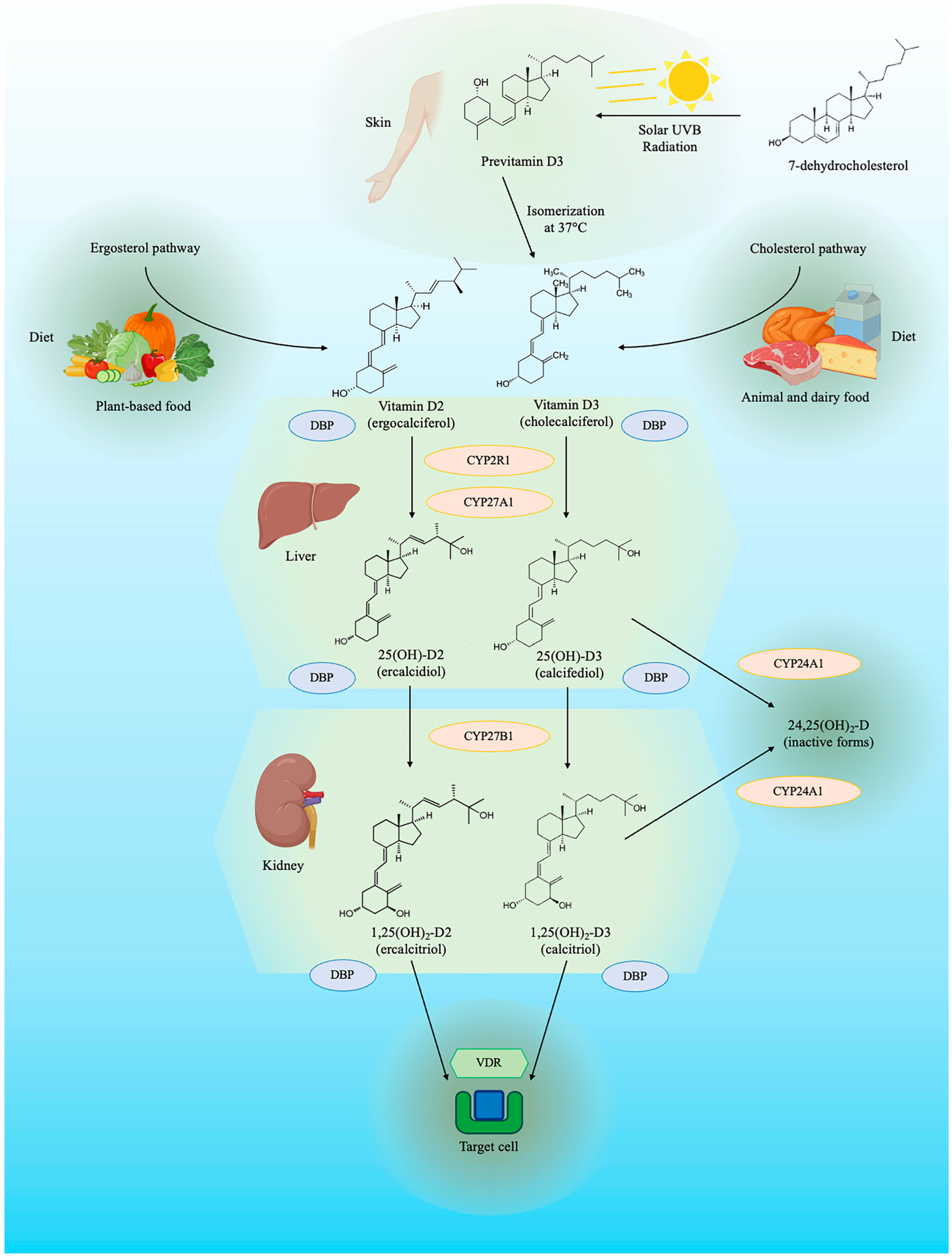 Biomedicines 12 00768 g001 Biomedicines 12 00768 g001