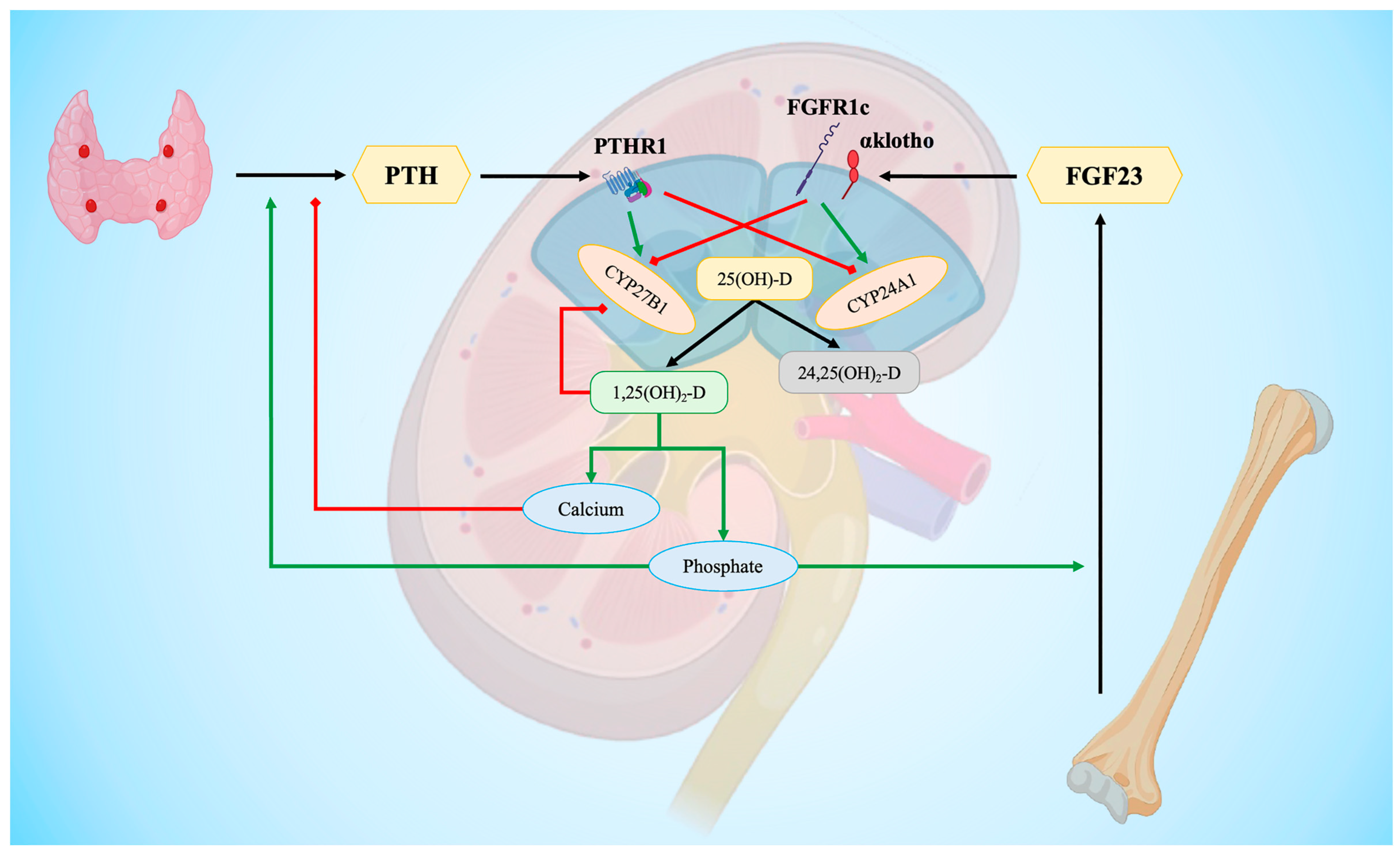 Biomedicines 12 00768 g002 Biomedicines 12 00768 g002