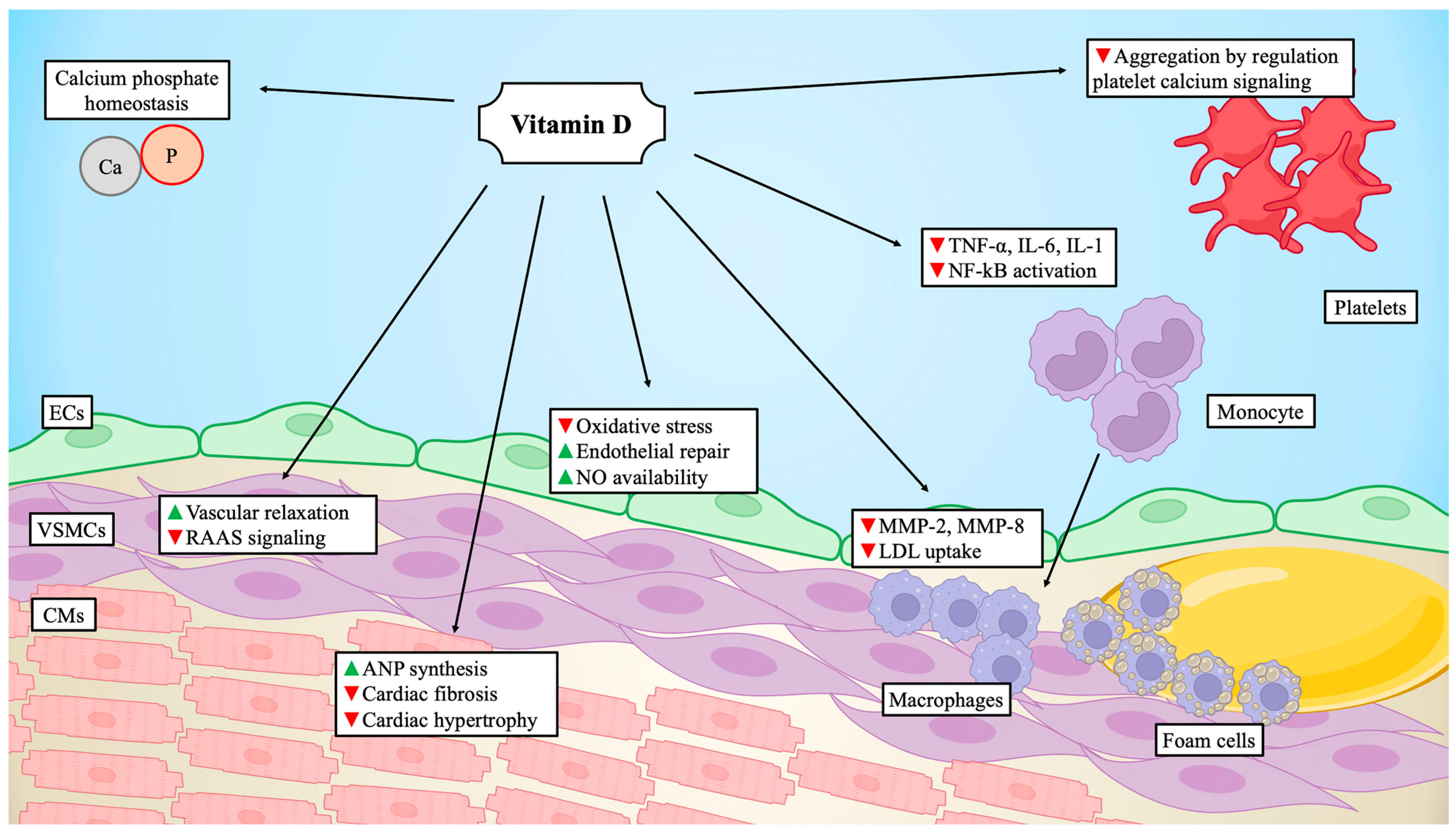 Biomedicines 12 00768 g003 Biomedicines 12 00768 g003