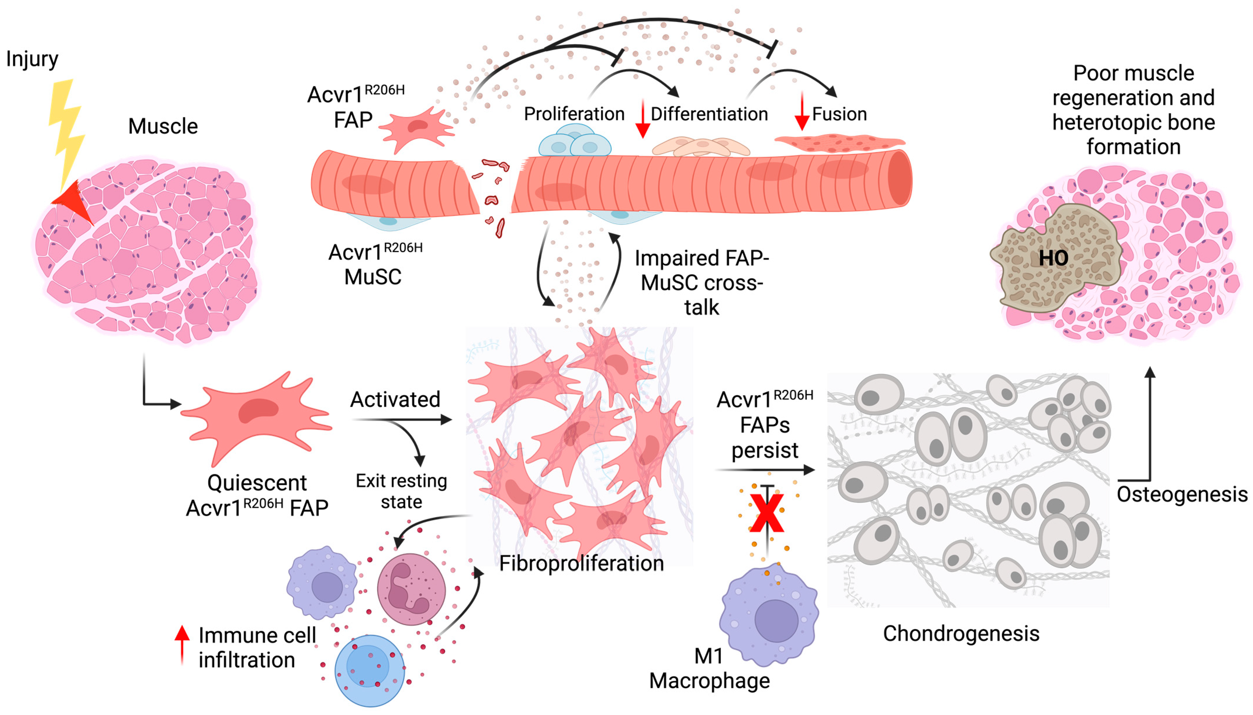 Biomedicines 12 00779 g002