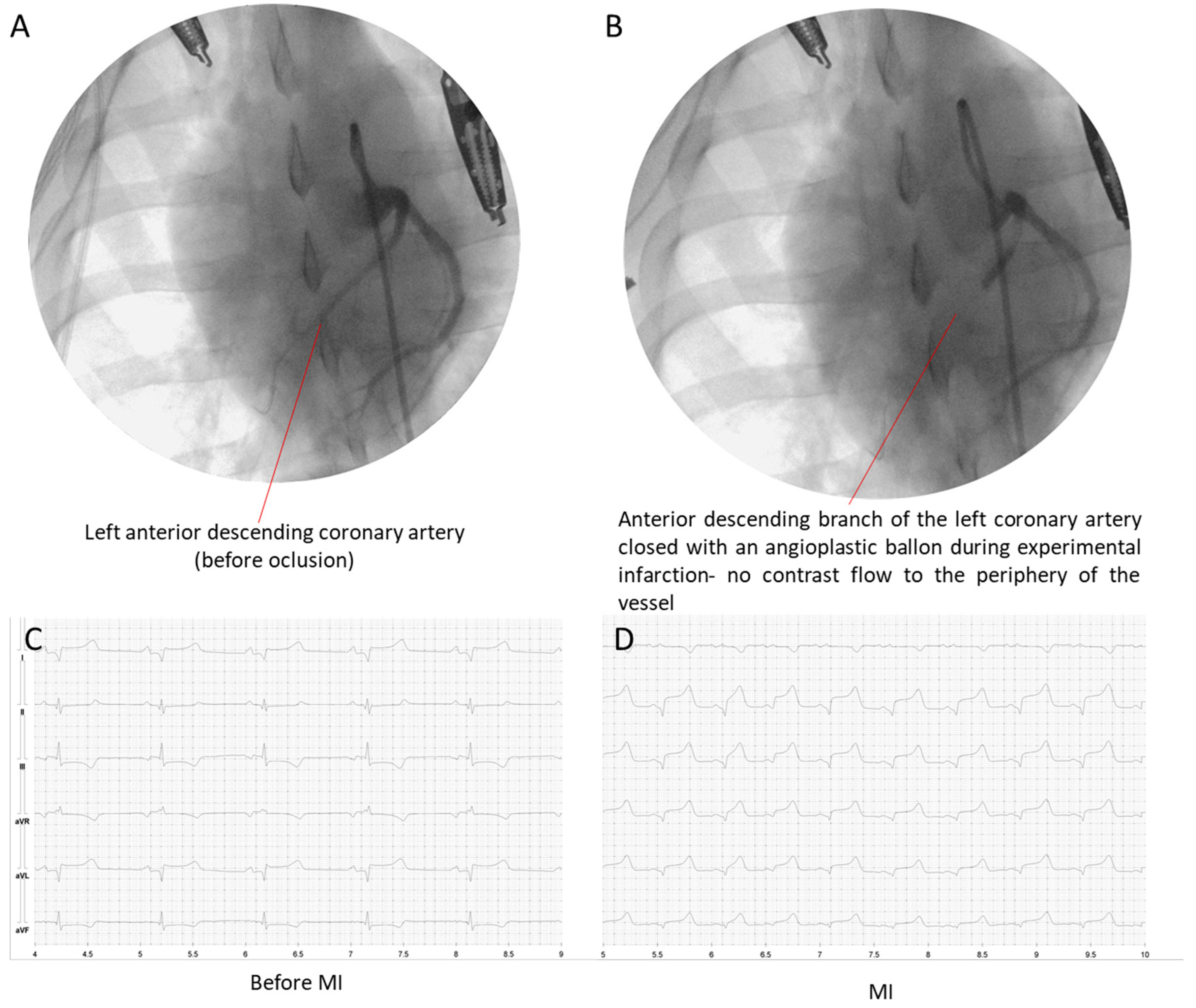Biomedicines 12 00784 g001 Biomedicines 12 00784 g001