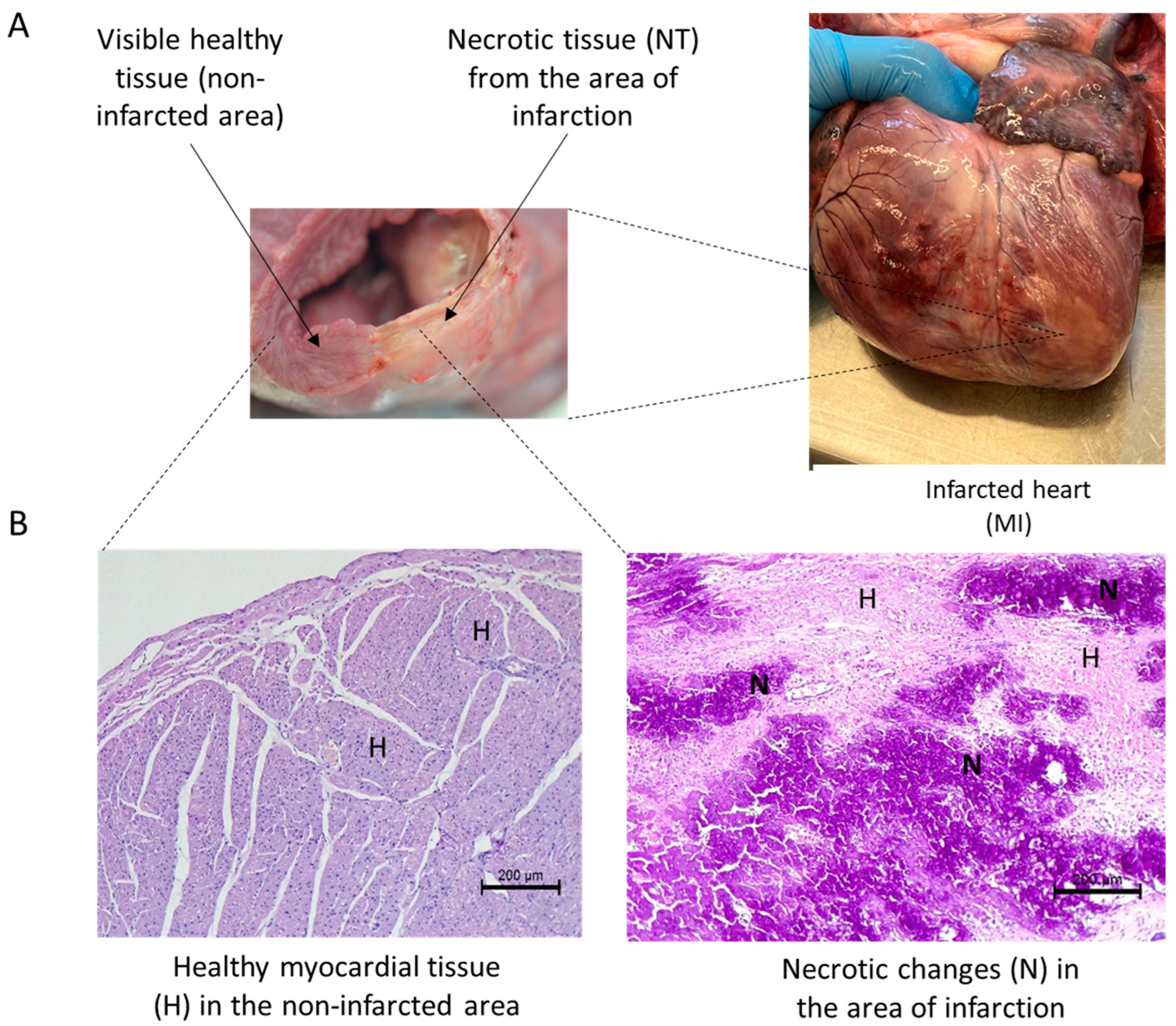 Biomedicines 12 00784 g002 Biomedicines 12 00784 g002