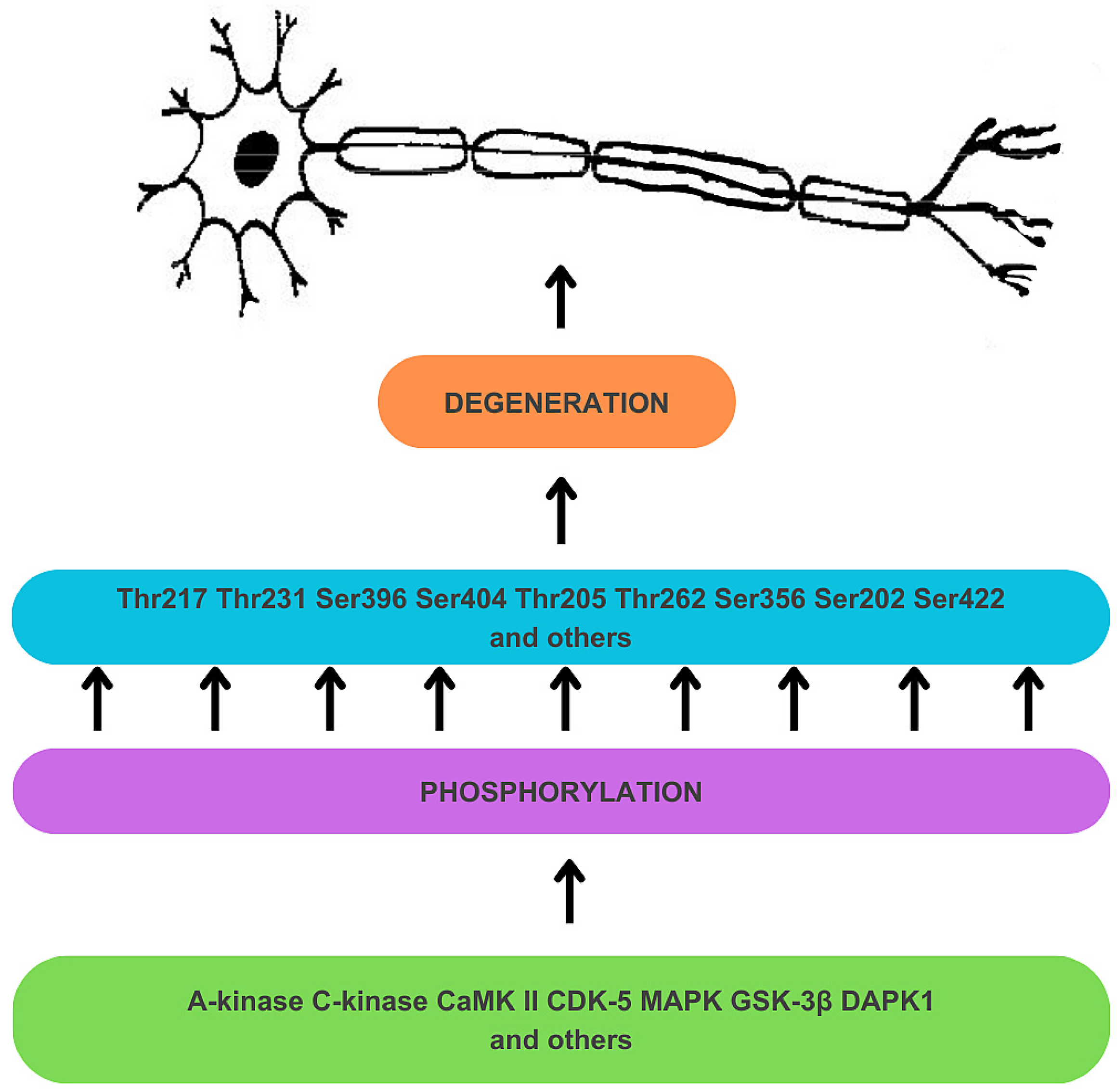 Evaluating p-tau217 and p-tau231 as Biomarkers for Early