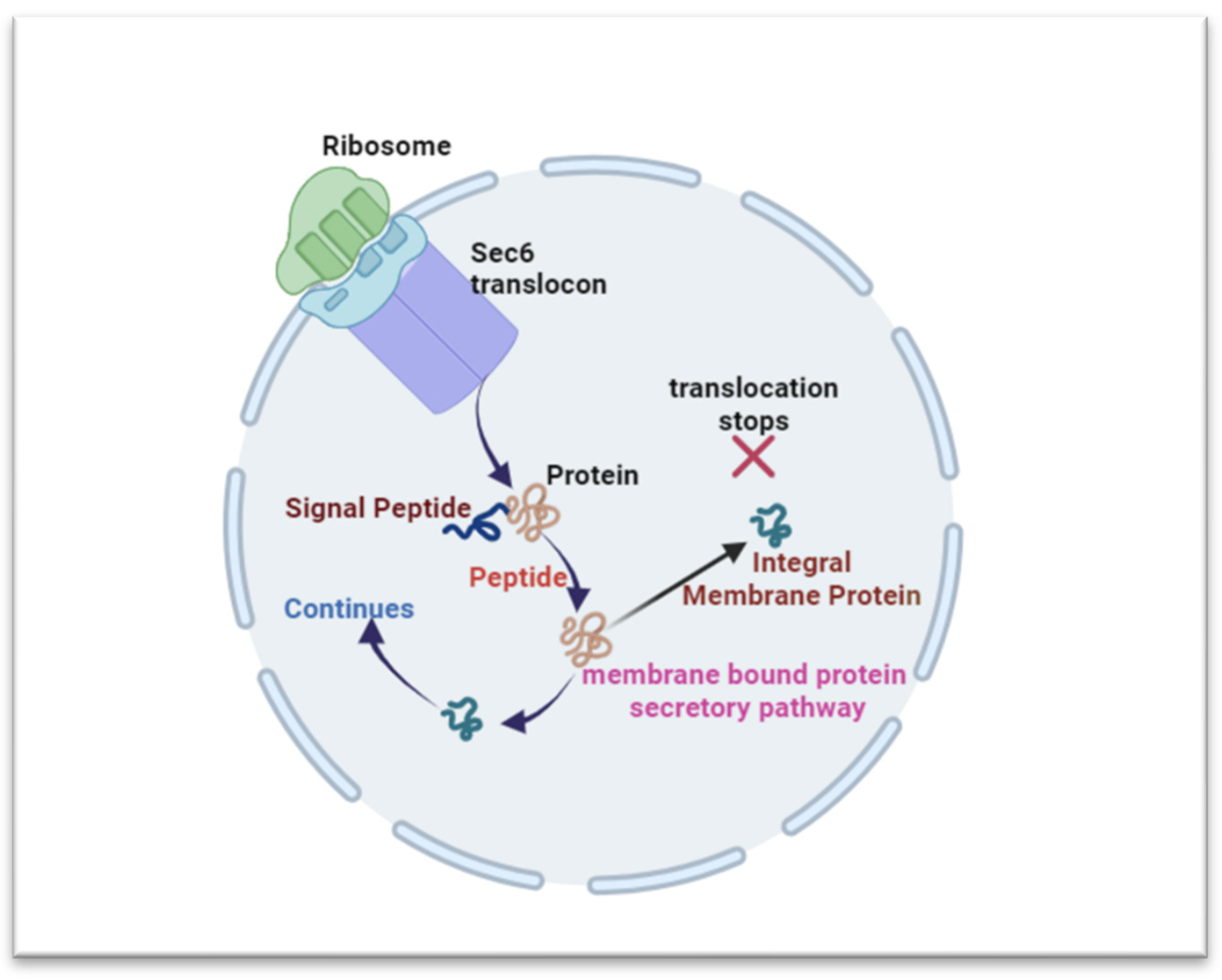 Biomedicines 12 00793 g003 Biomedicines 12 00793 g003