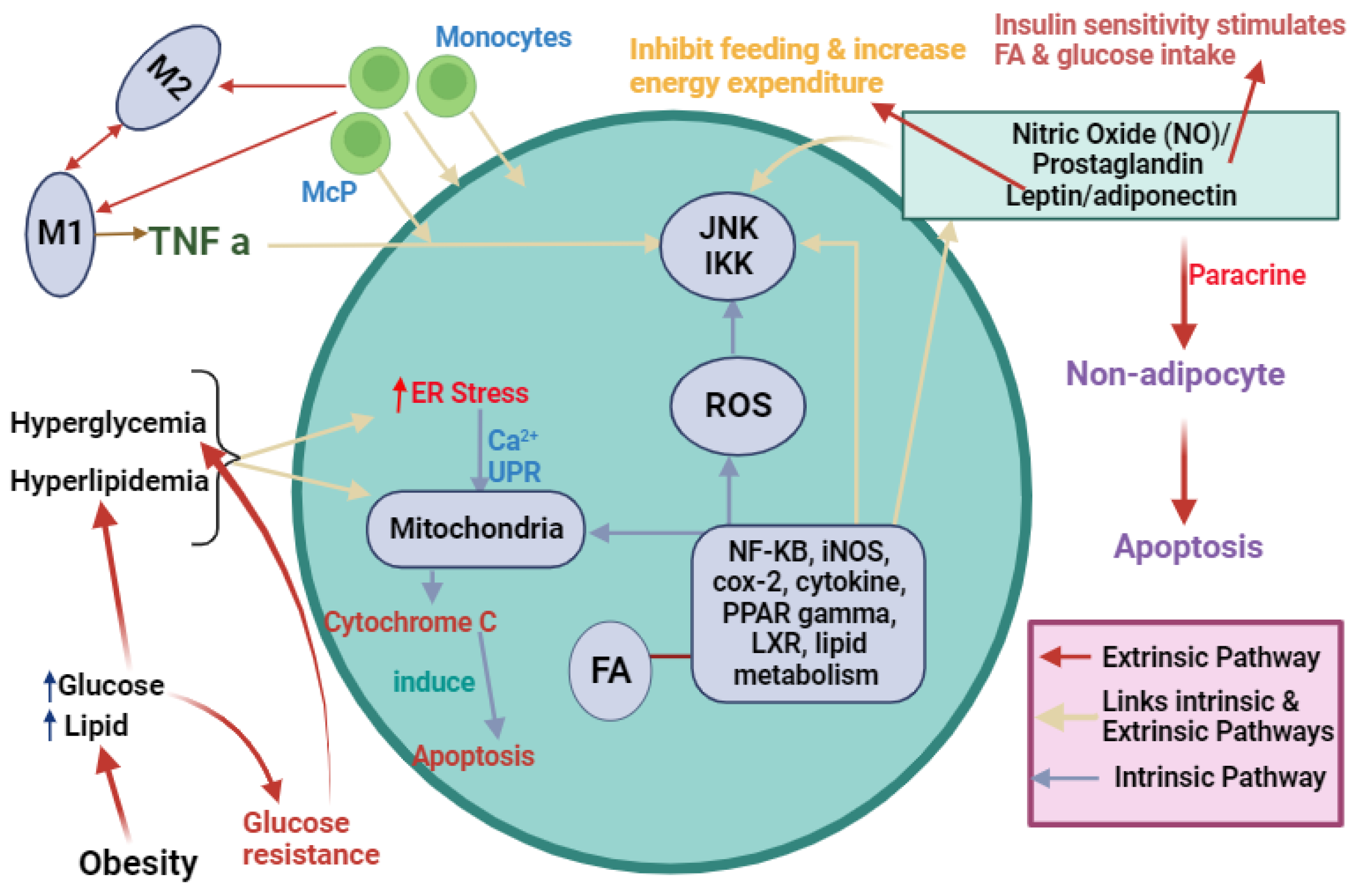 Biomedicines 12 00793 g004 Biomedicines 12 00793 g004