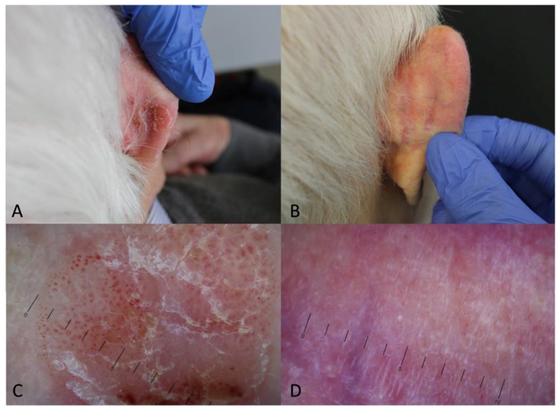 Biomedicines 12 00795 g003