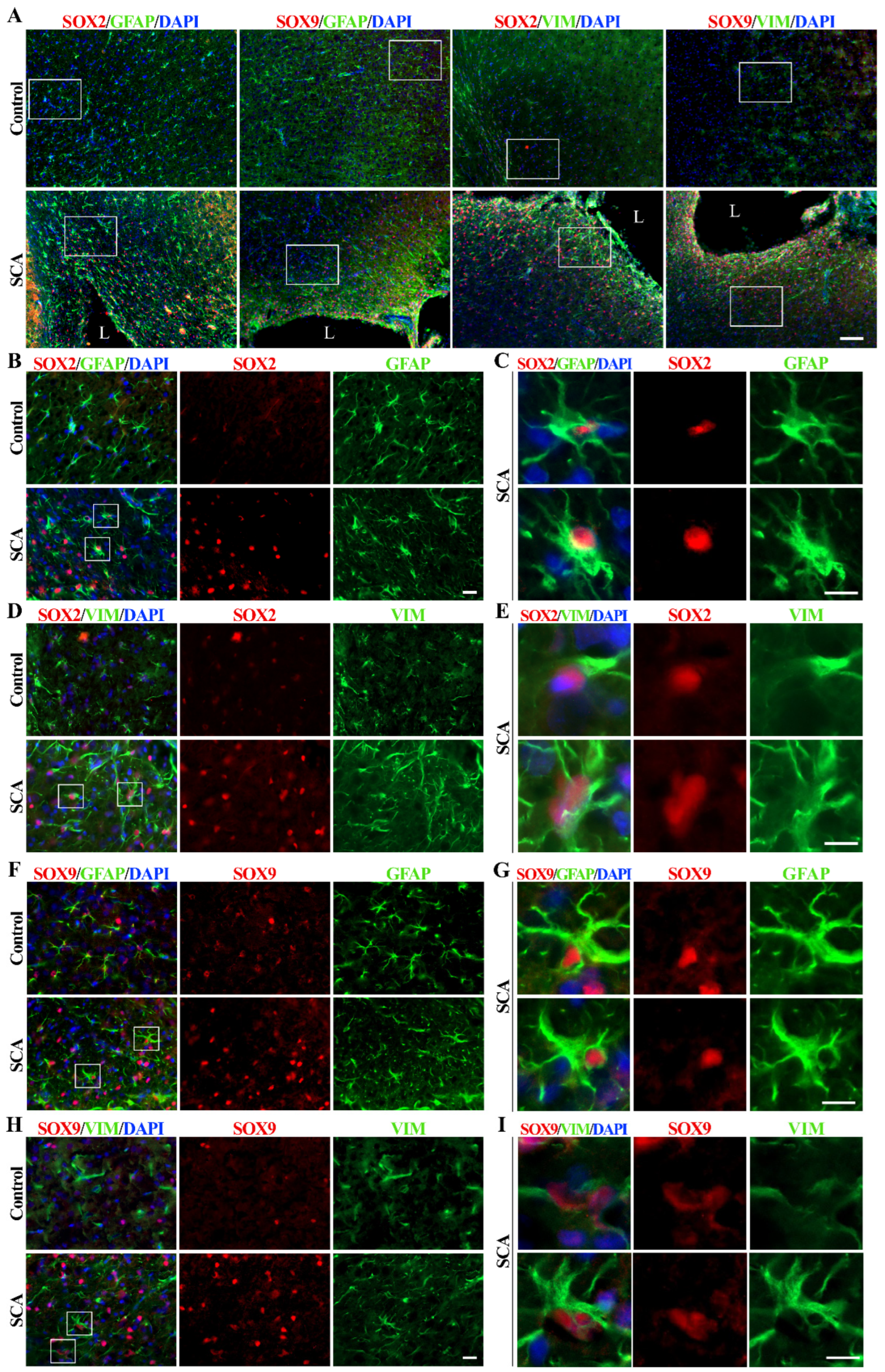Biomedicines 12 00796 g001