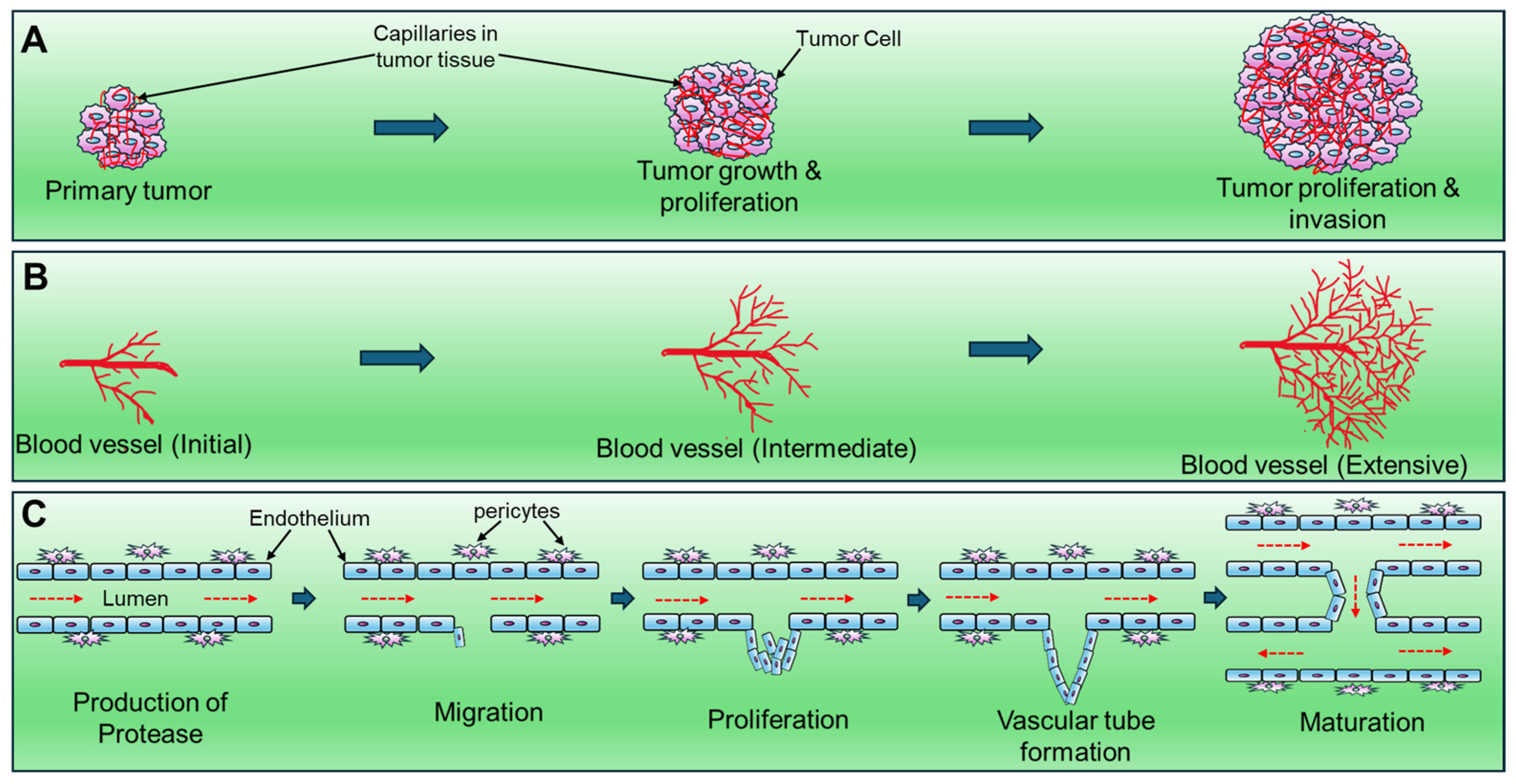 Biomedicines 12 00827 g001 Biomedicines 12 00827 g001