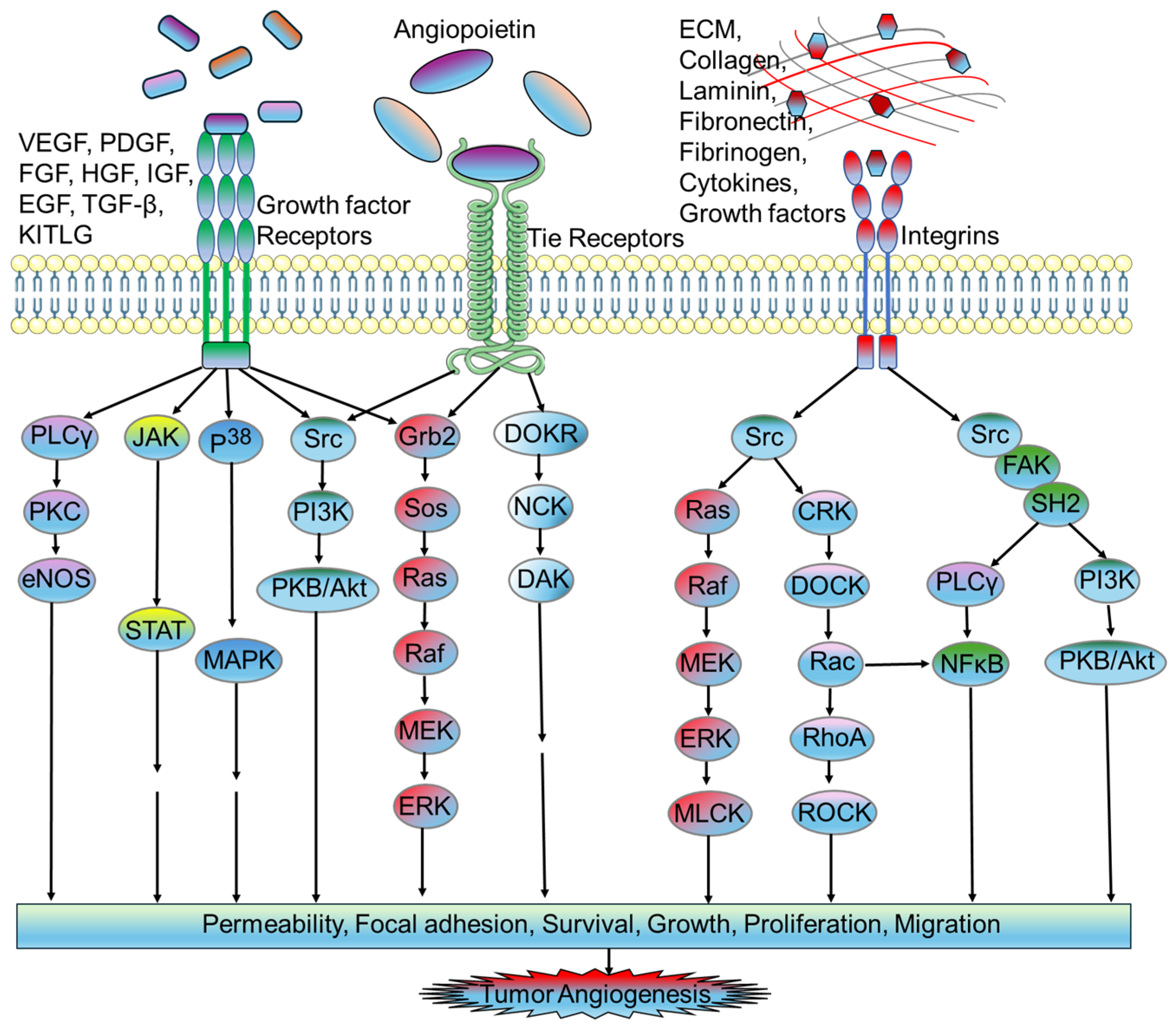 Biomedicines 12 00827 g002 Biomedicines 12 00827 g002