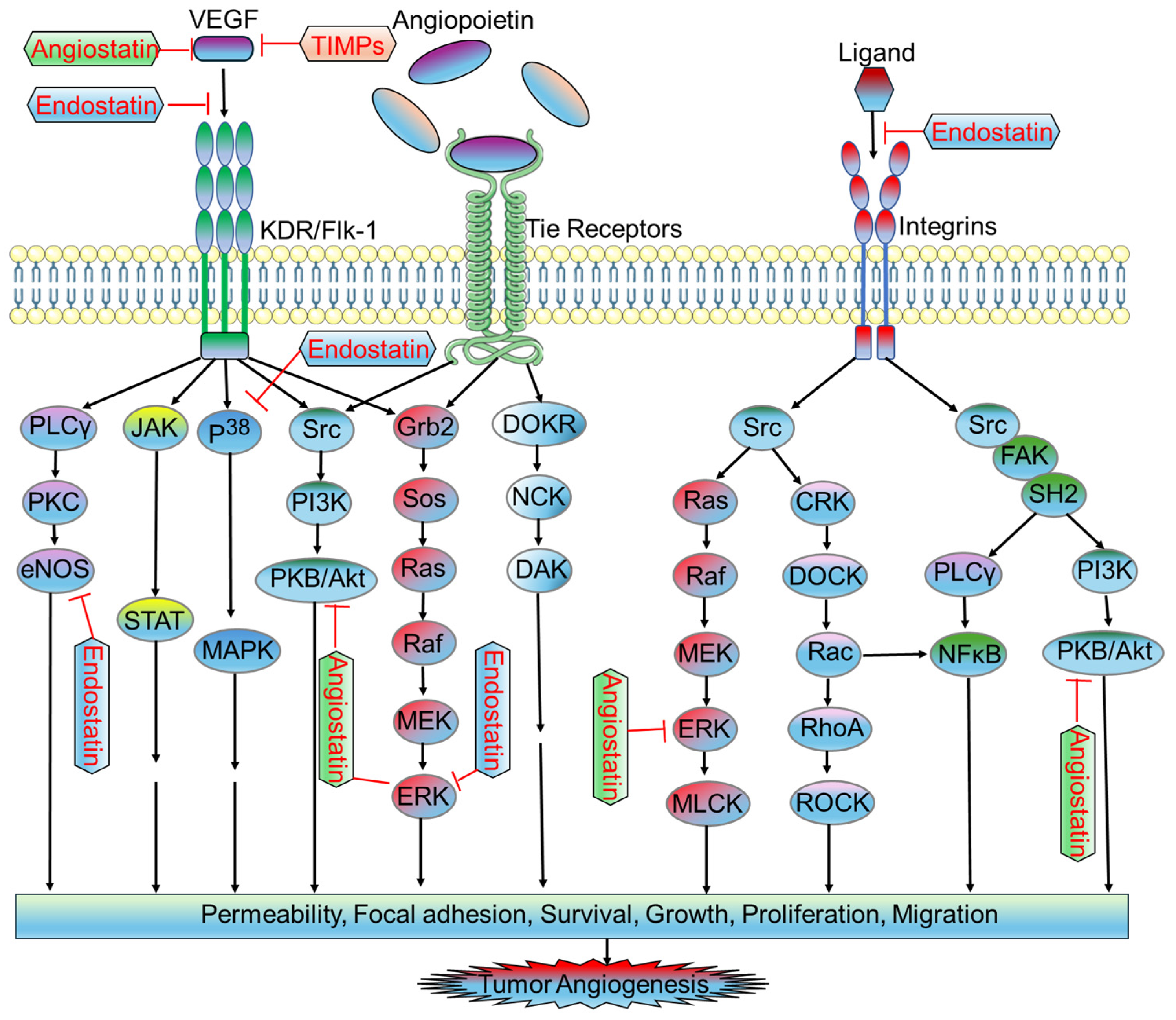 Biomedicines 12 00827 g003 Biomedicines 12 00827 g003