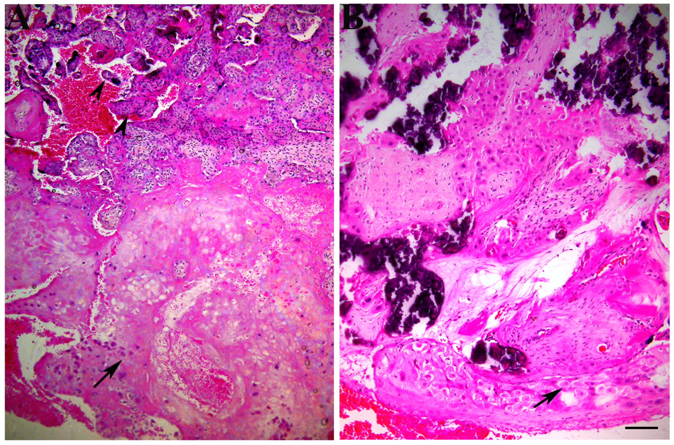 Biomedicines 12 00842 g001