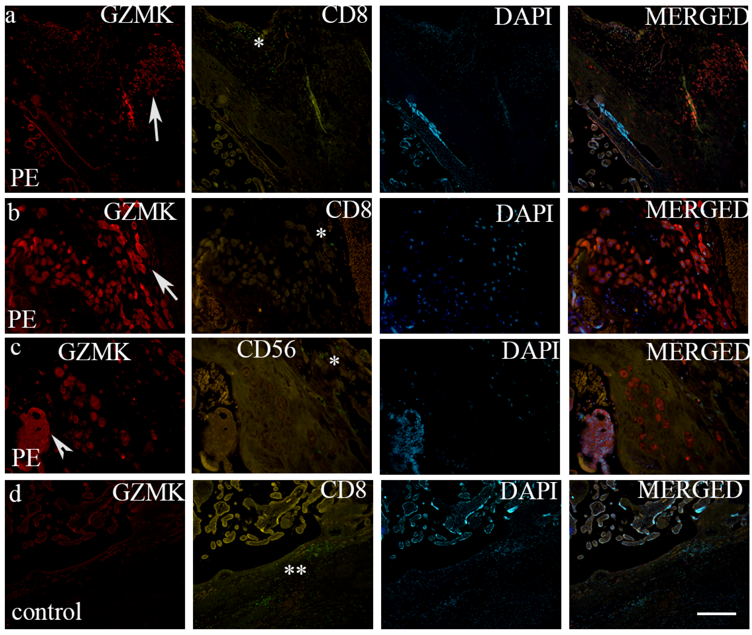 Biomedicines 12 00842 g002