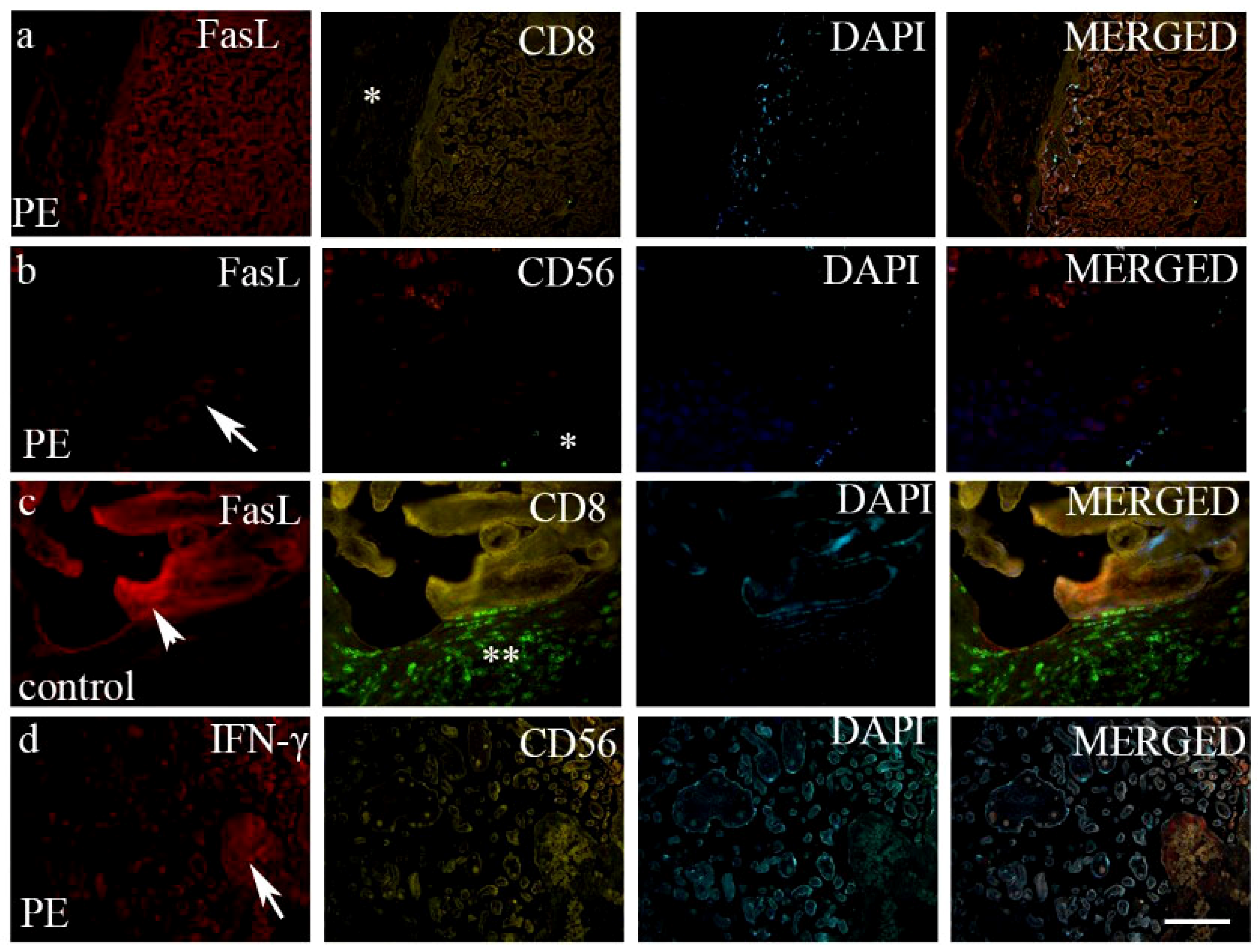 Biomedicines 12 00842 g003