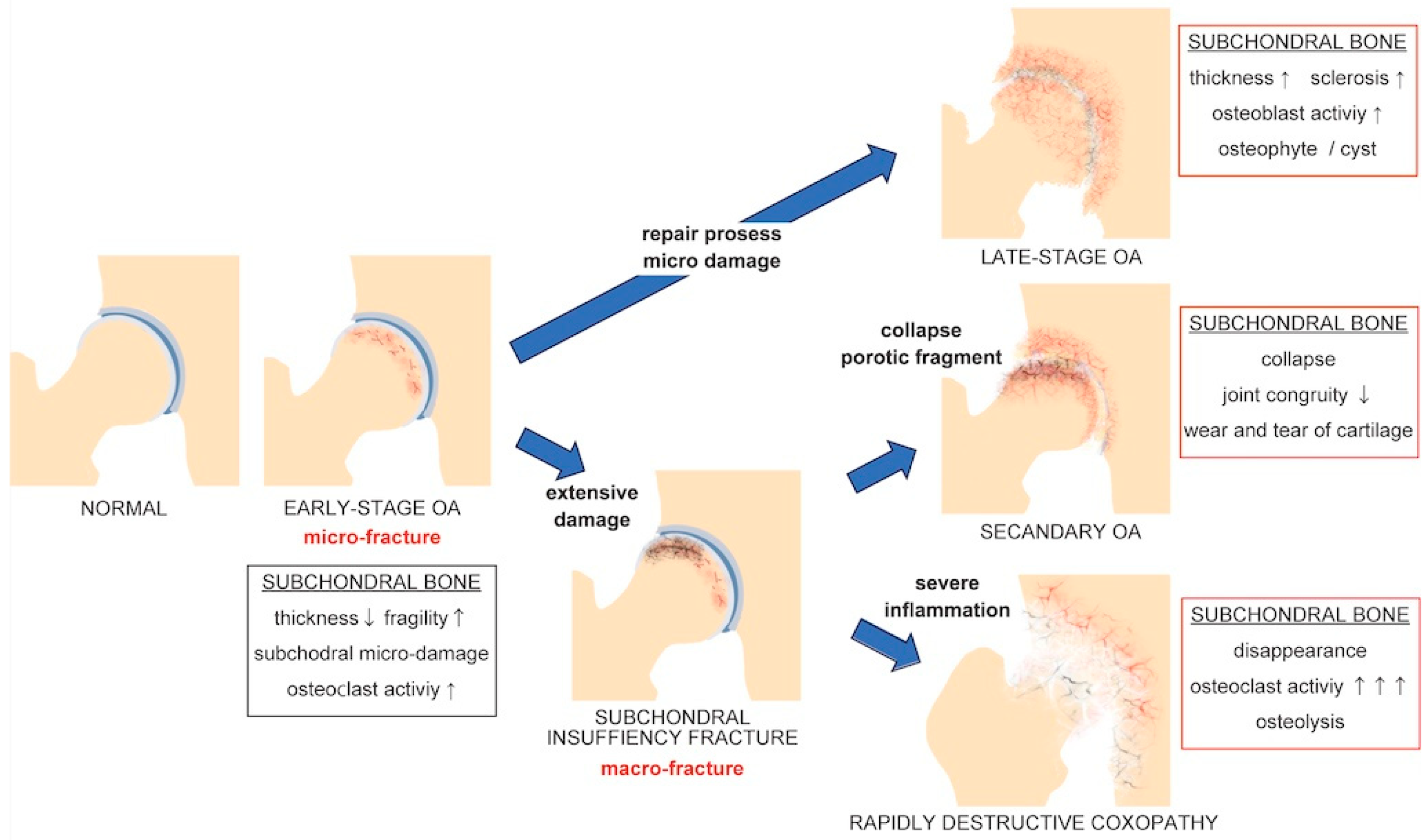Biomedicines 12 00843 g001 Biomedicines 12 00843 g001