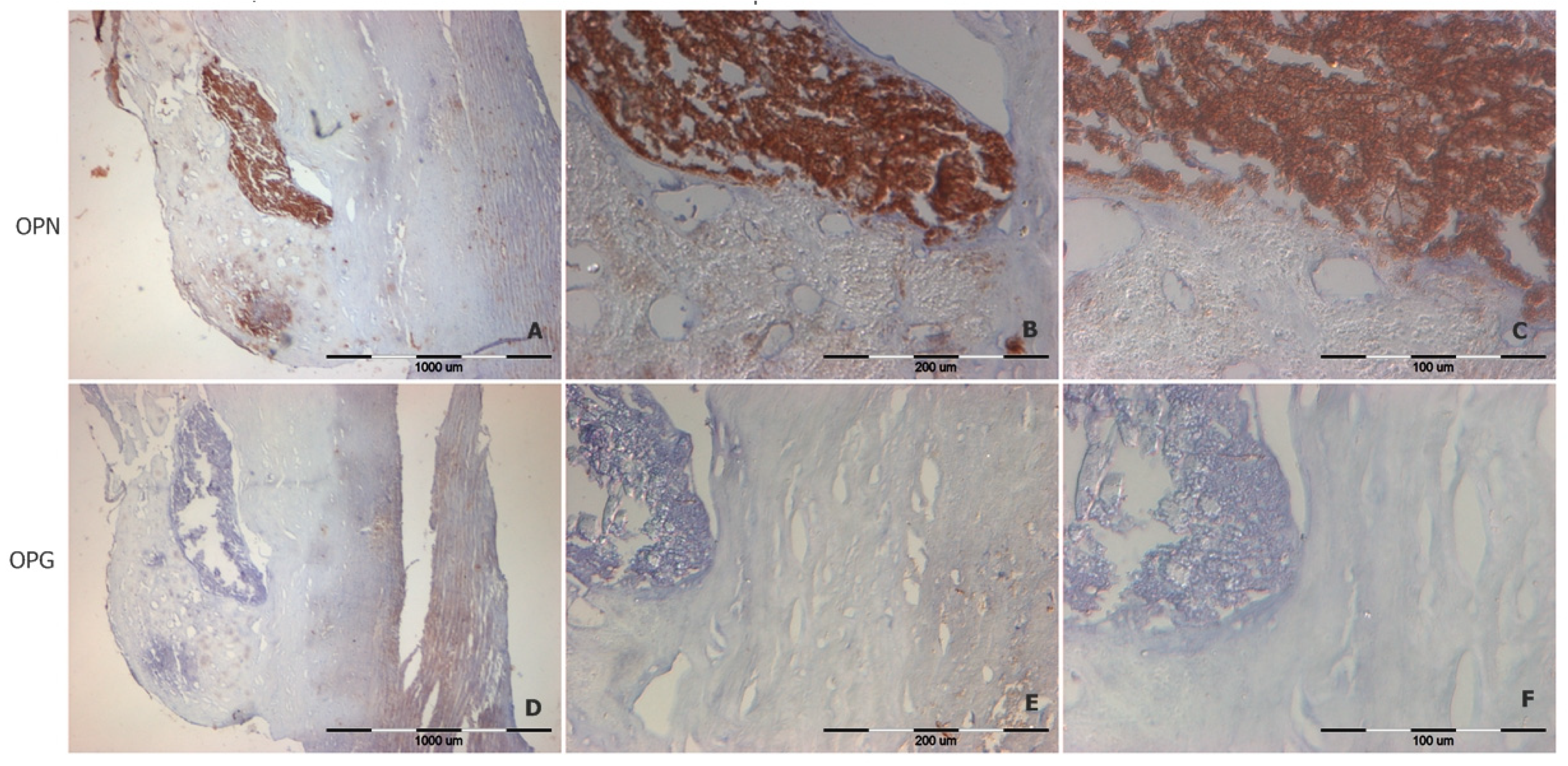 Biomedicines 12 00847 g006 Biomedicines 12 00847 g006