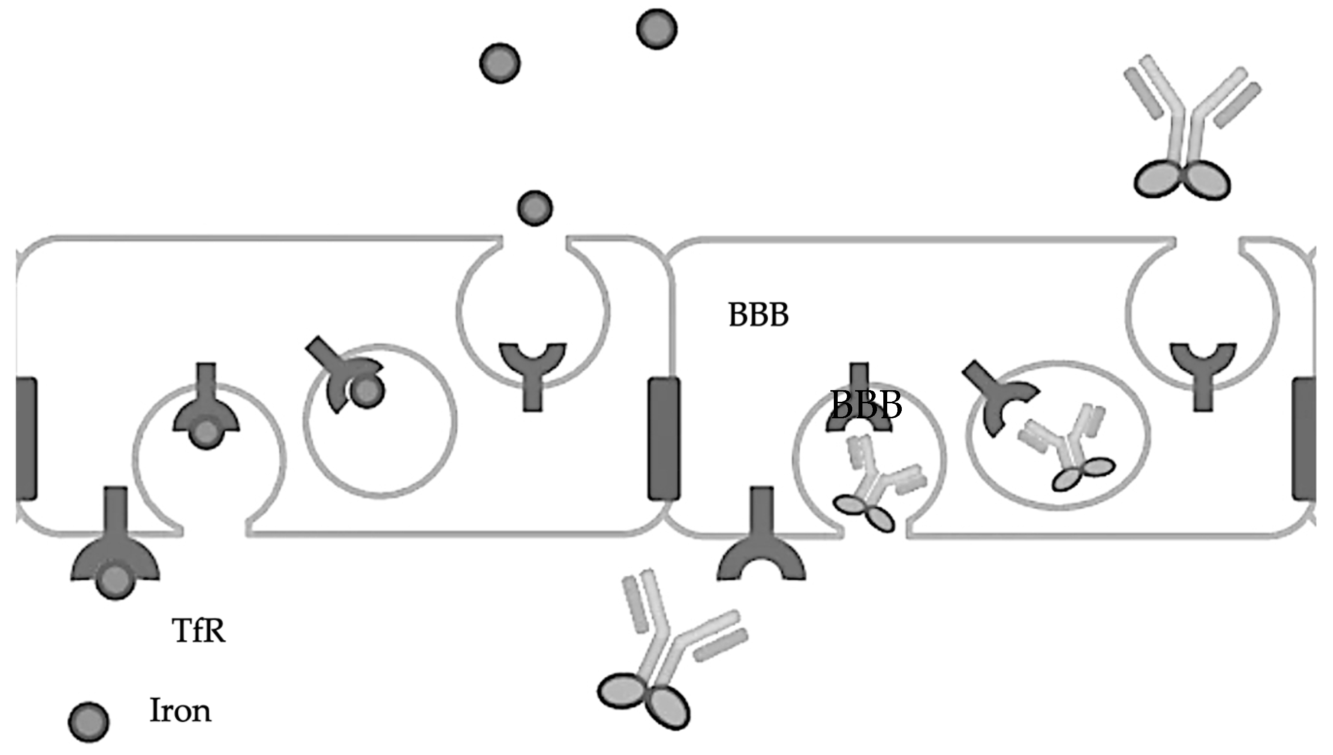 Biomedicines 12 00851 g002