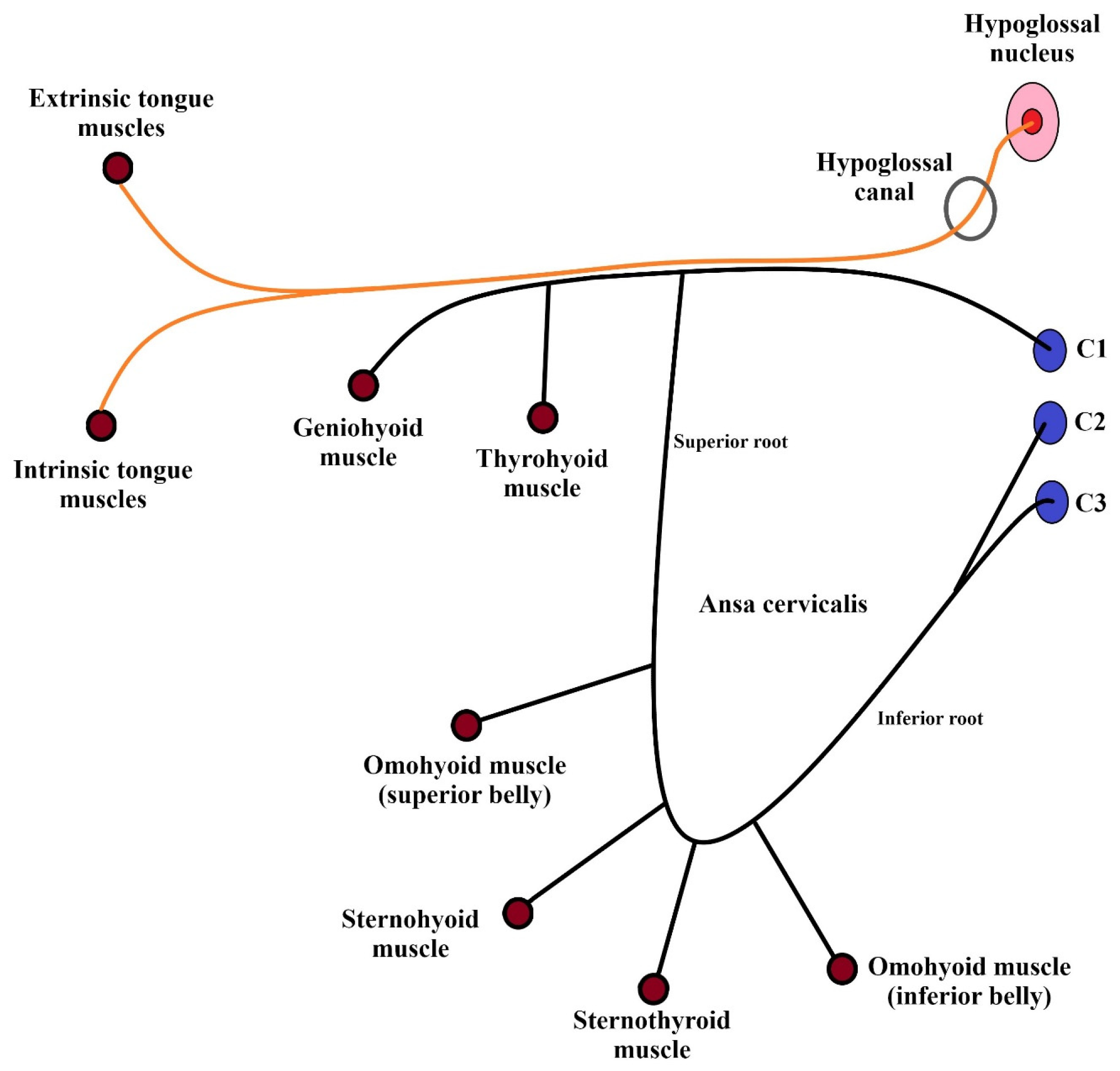 Biomedicines 12 00864 g001
