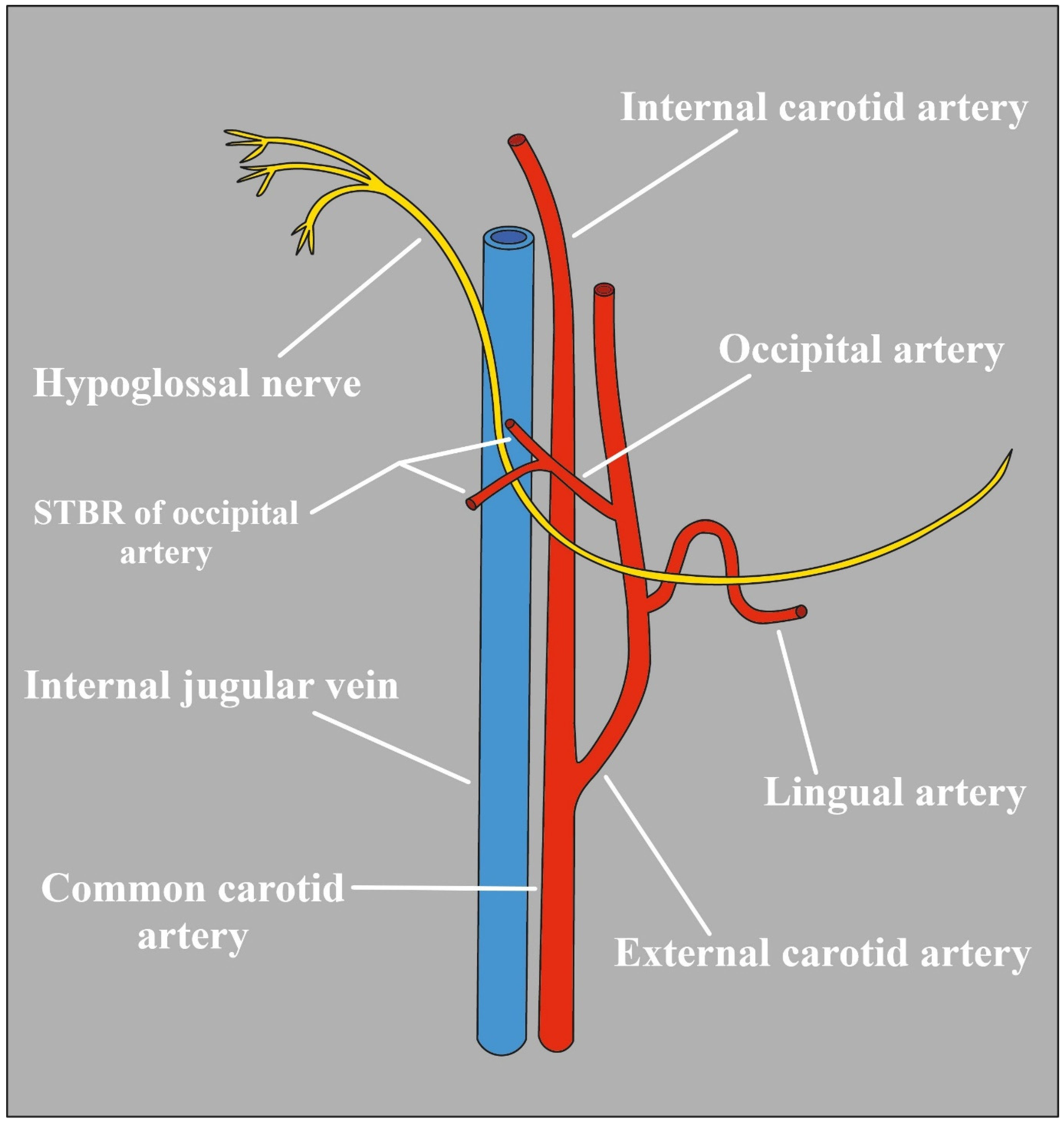 Biomedicines 12 00864 g004