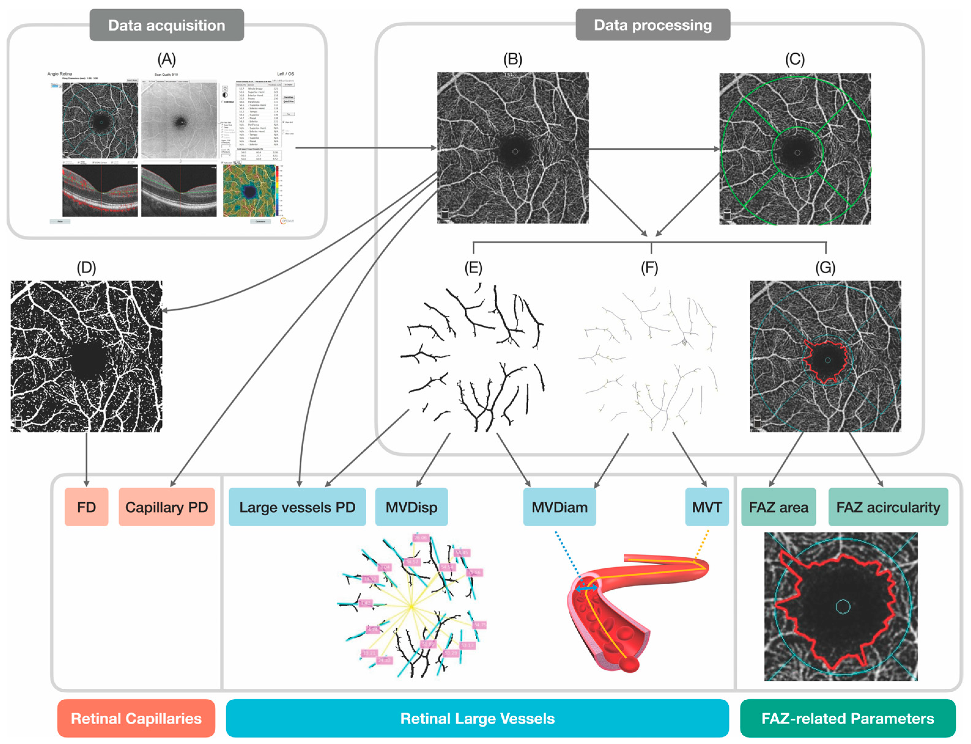 Biomedicines 12 00868 g001