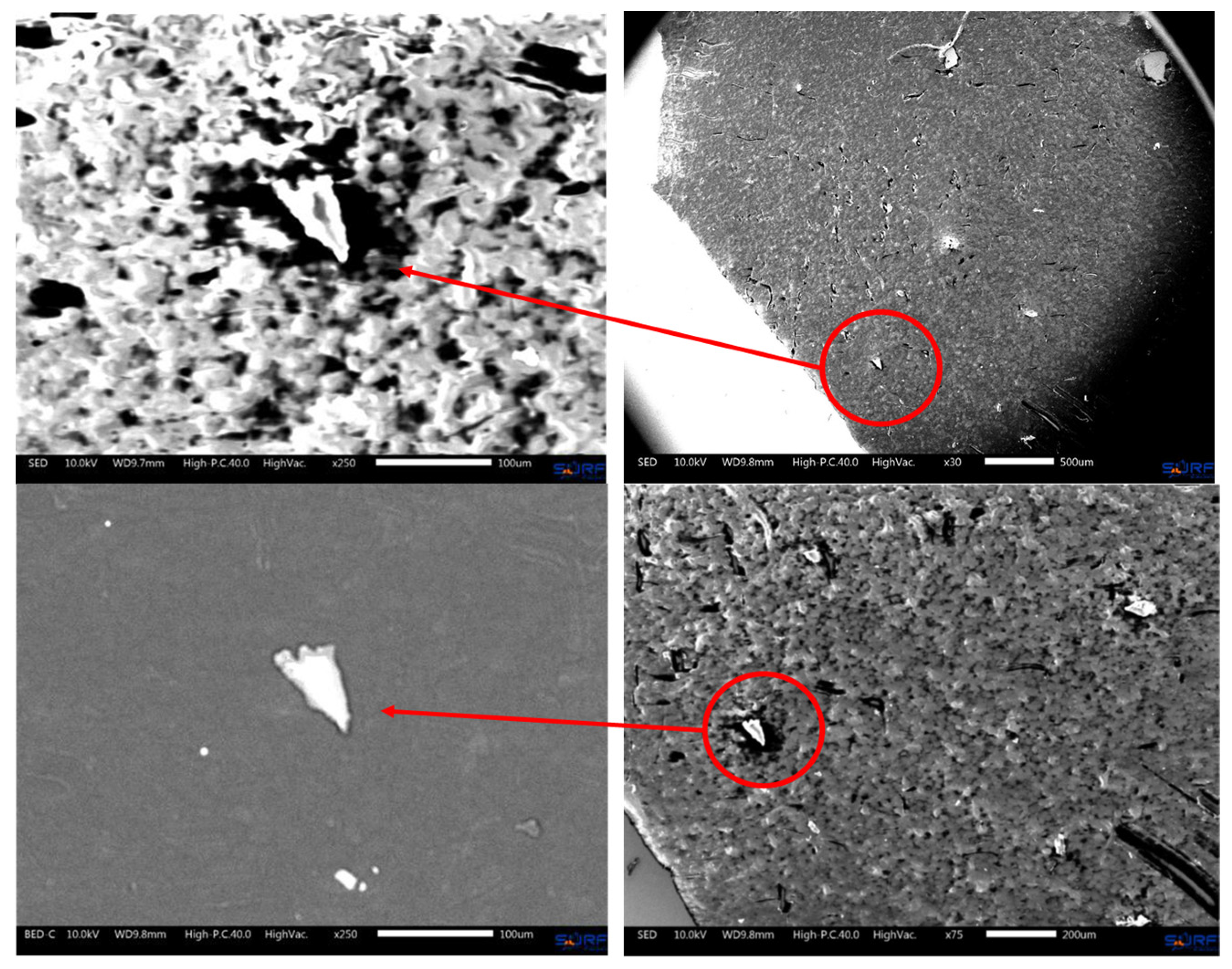 Biomedicines 12 00869 g007