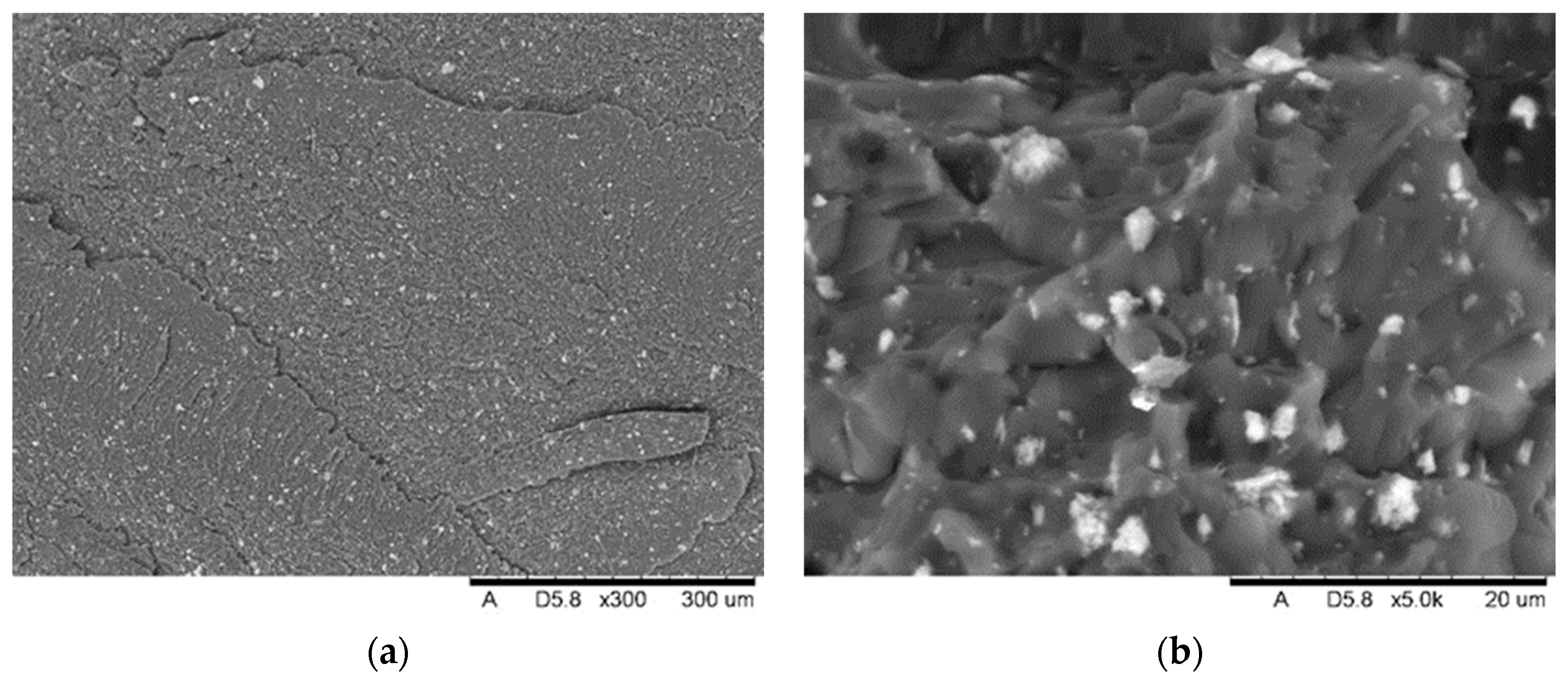 Biomedicines 12 00870 g022