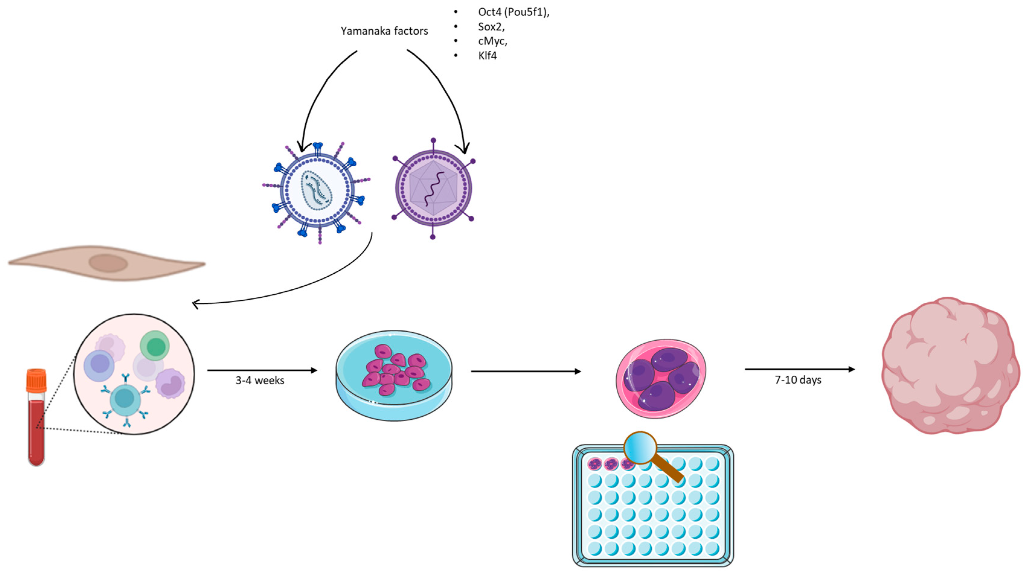 Biomedicines 12 00877 g002