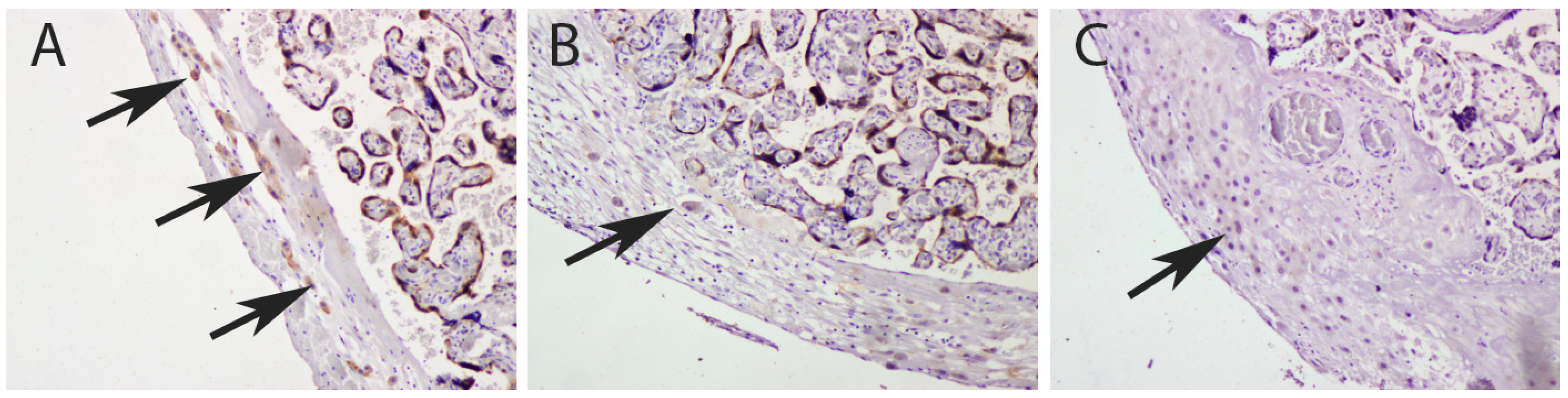 Biomedicines 12 00879 g001