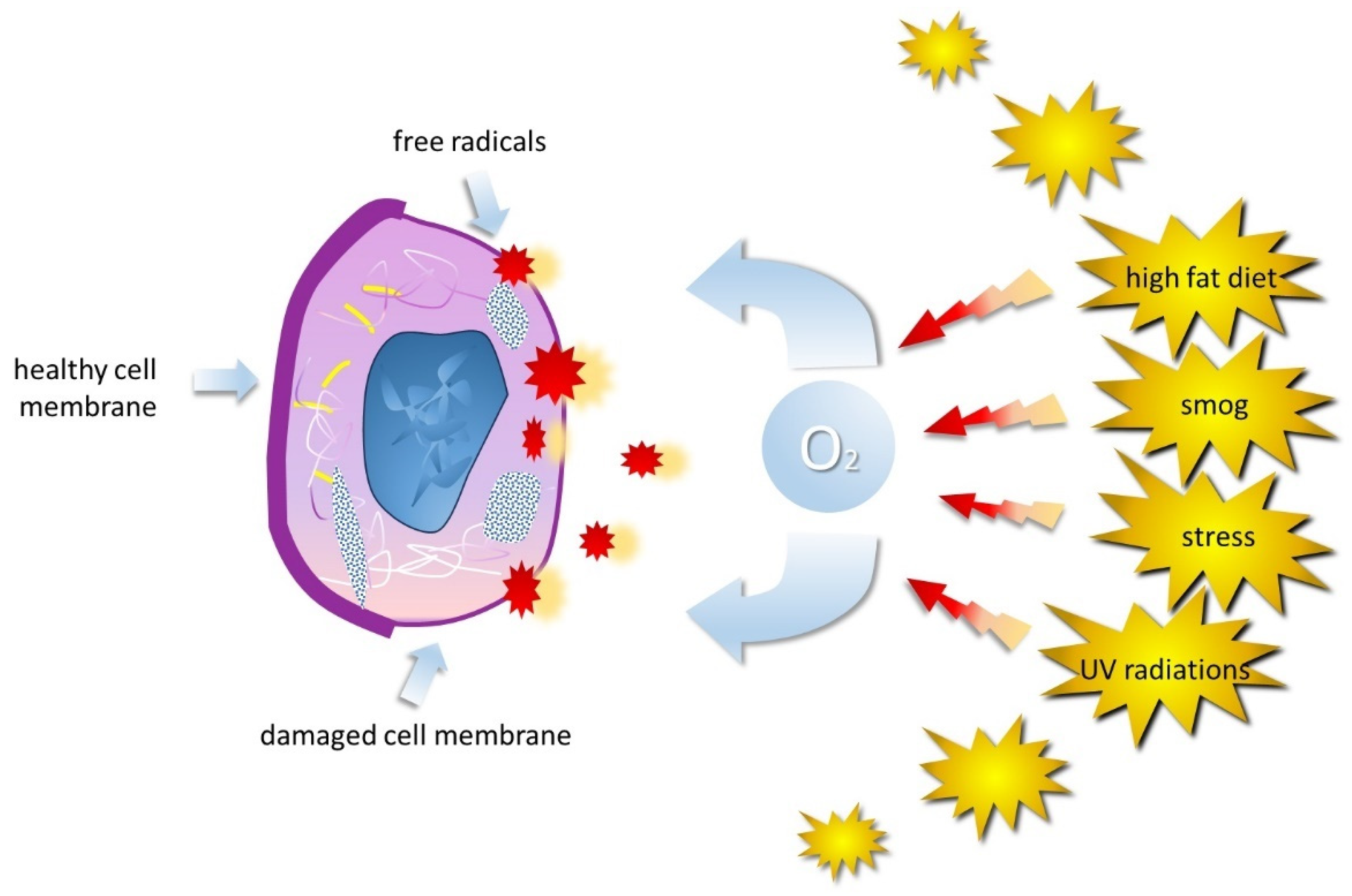 Biomedicines 12 00882 g004 Biomedicines 12 00882 g004