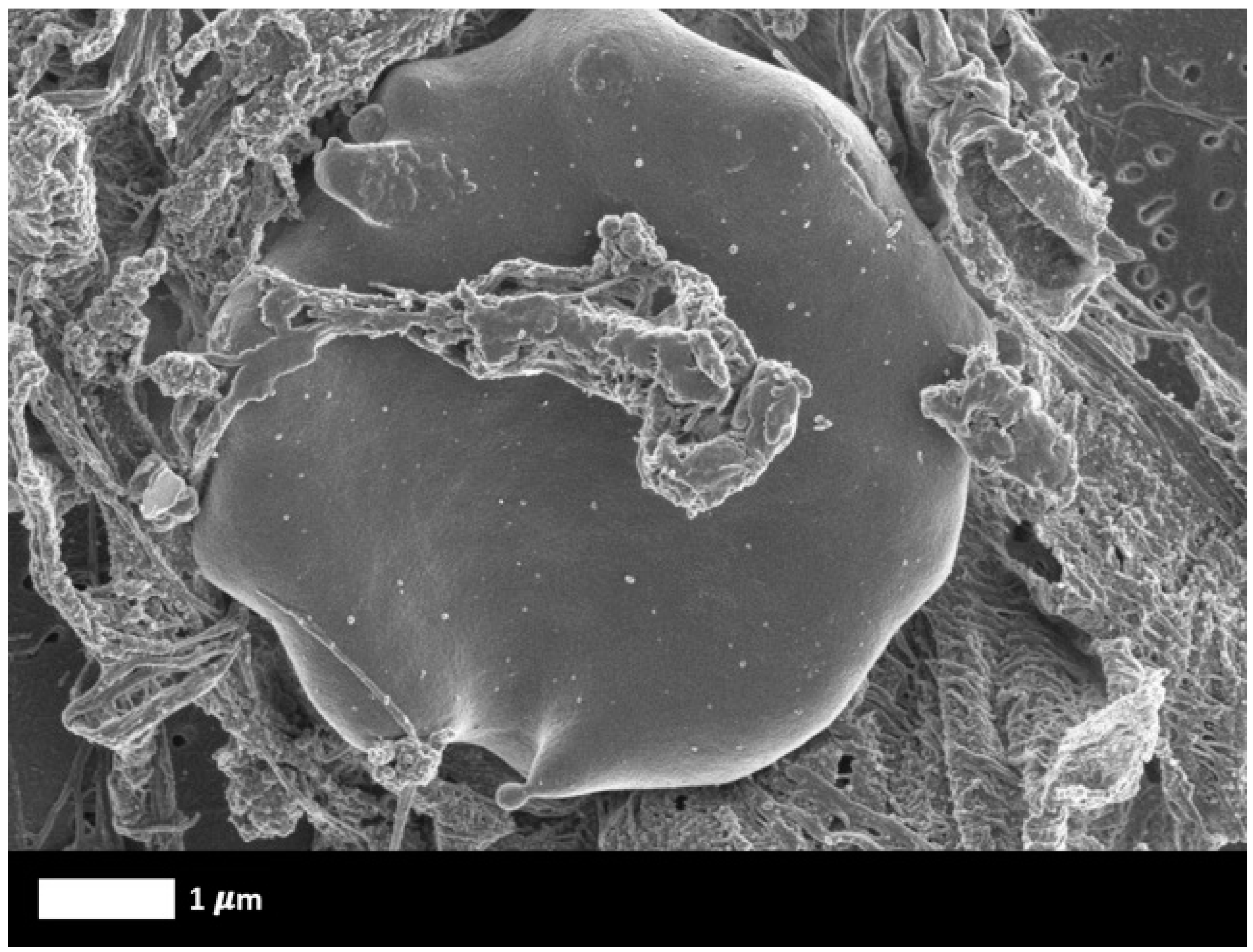 Biomedicines 12 00891 g004