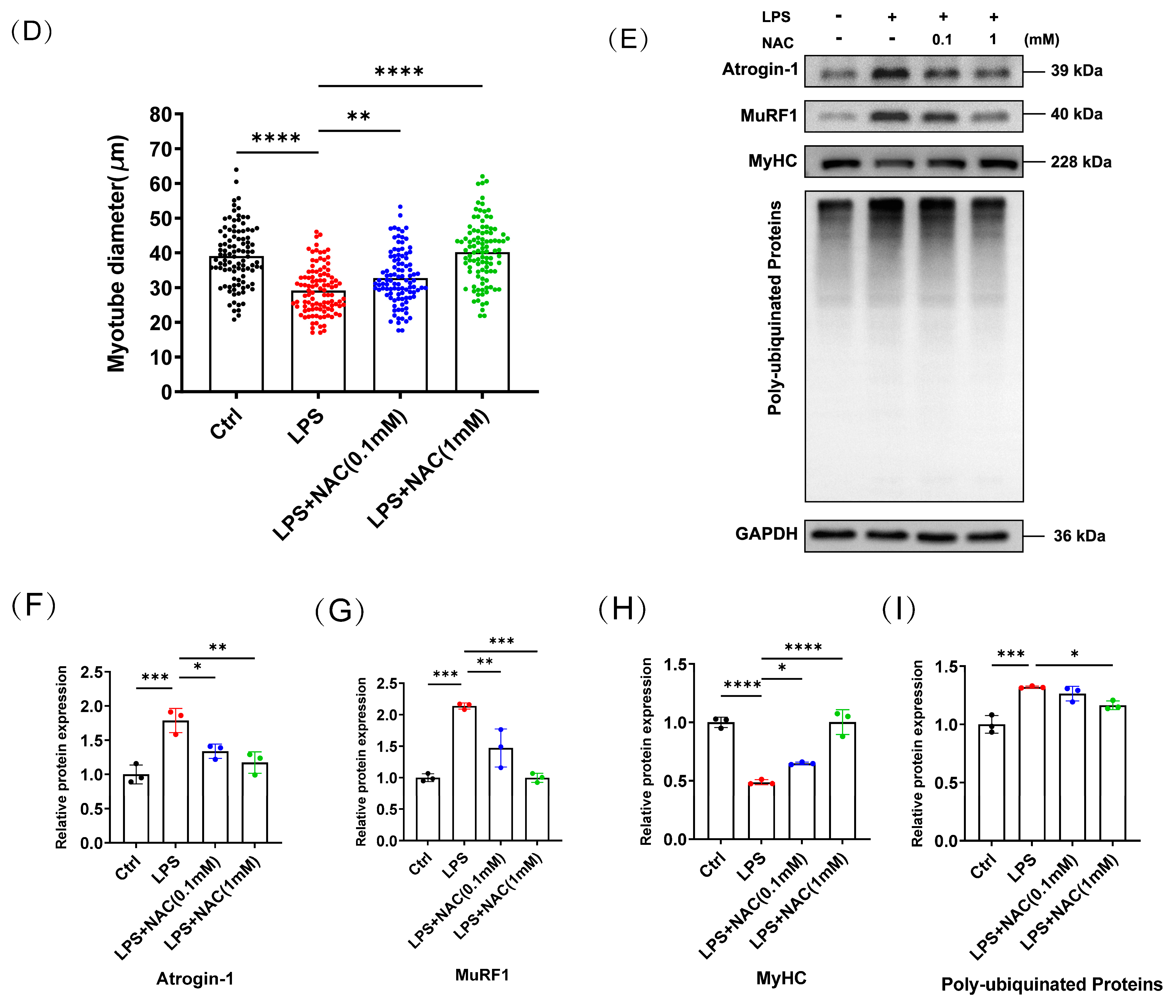 Biomedicines 12 00902 g002b