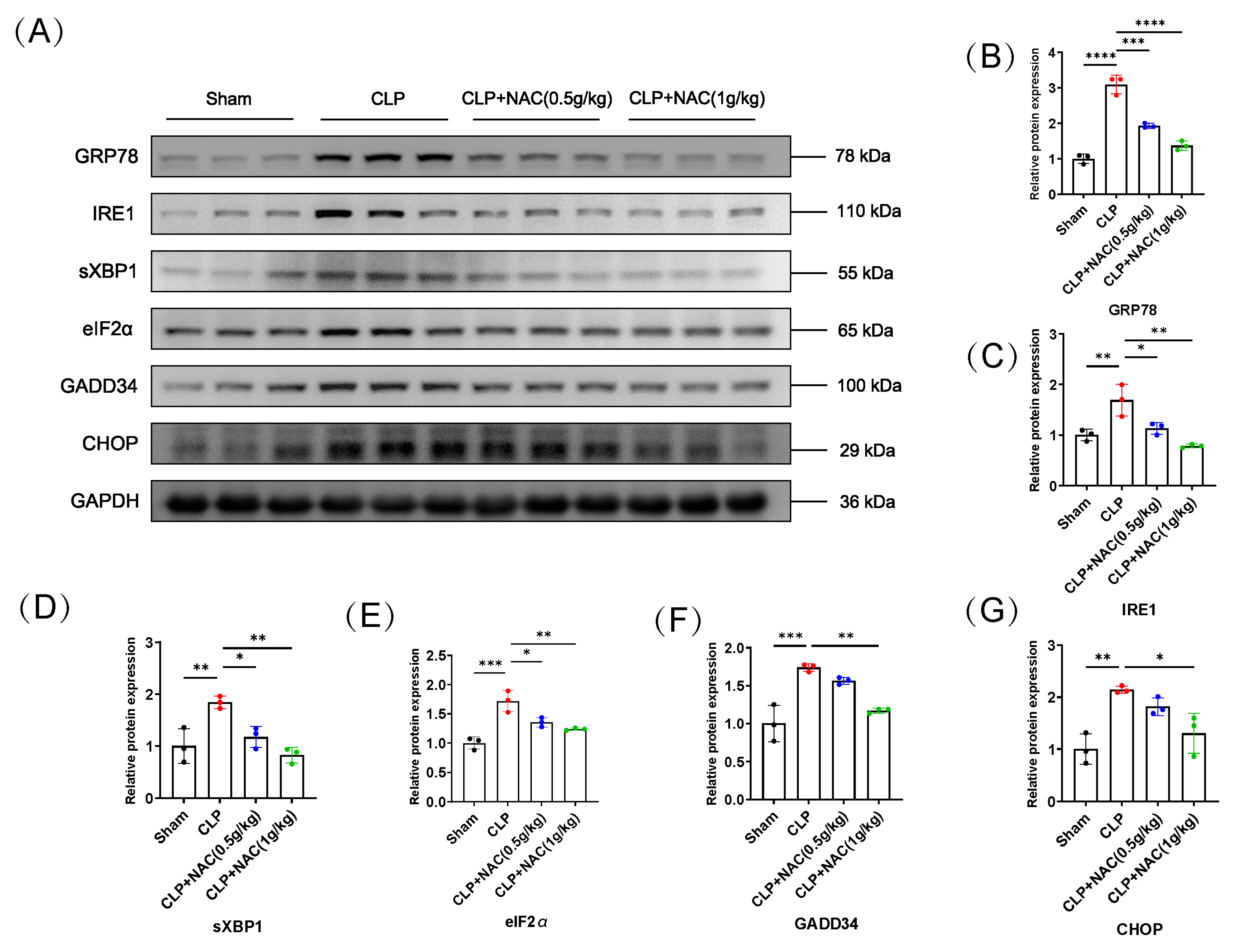Biomedicines 12 00902 g003a