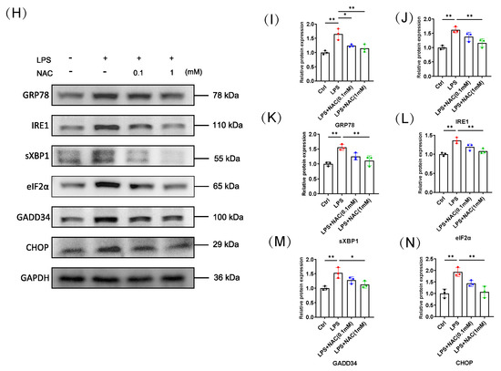 N-Acetylcysteine Attenuates Sepsis-Induced Muscle Atrophy by