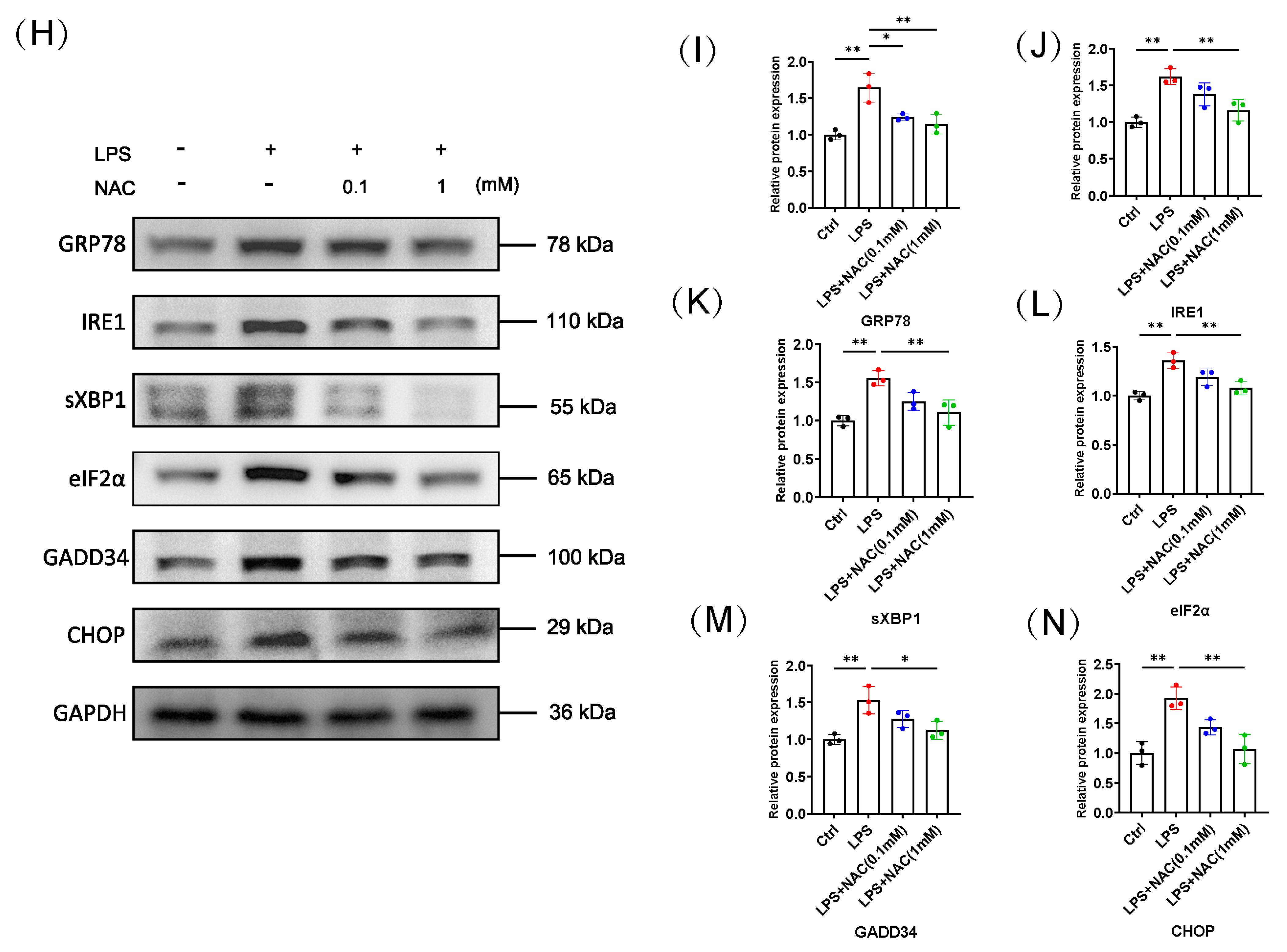 Biomedicines 12 00902 g003b