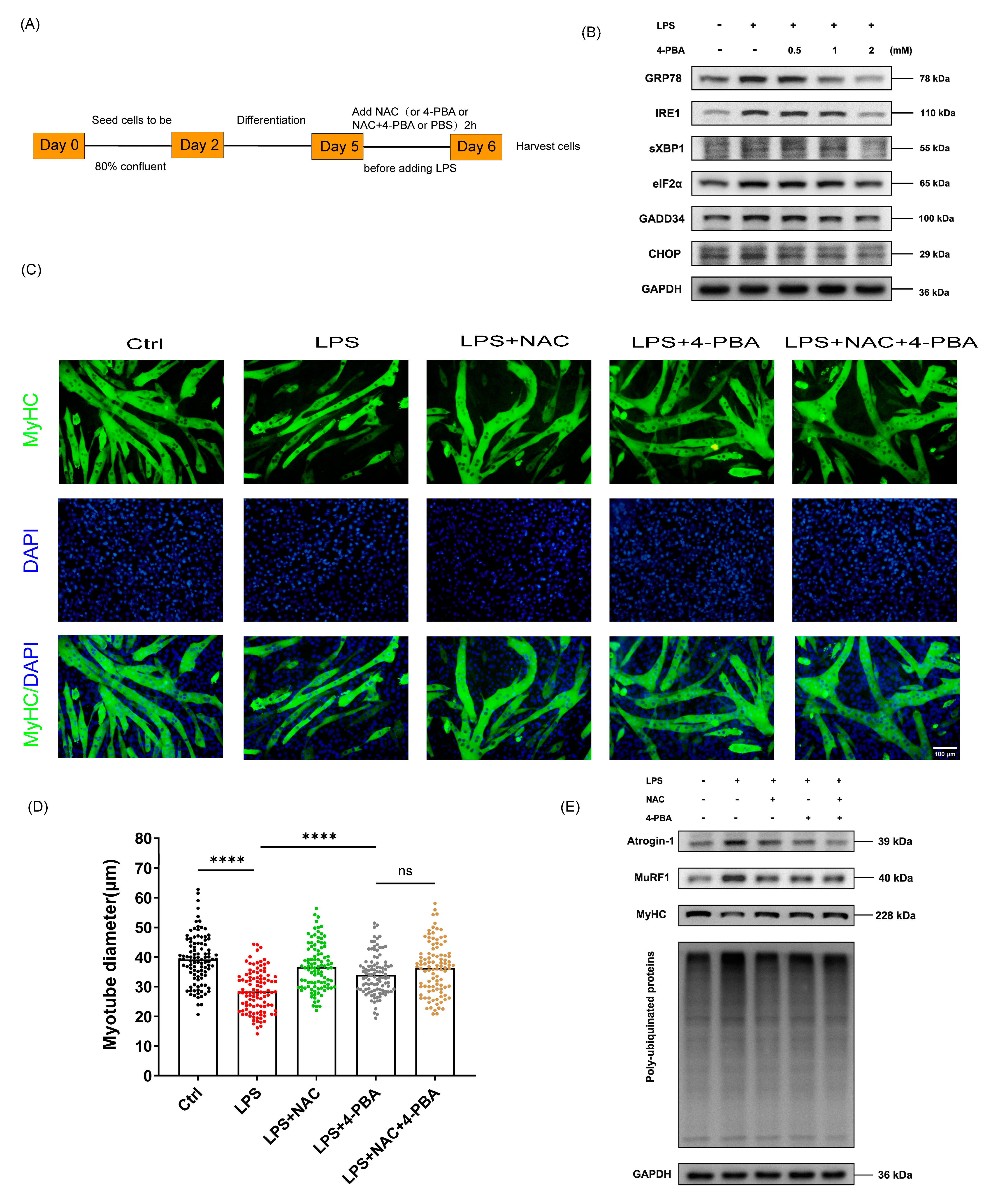 Biomedicines 12 00902 g004a