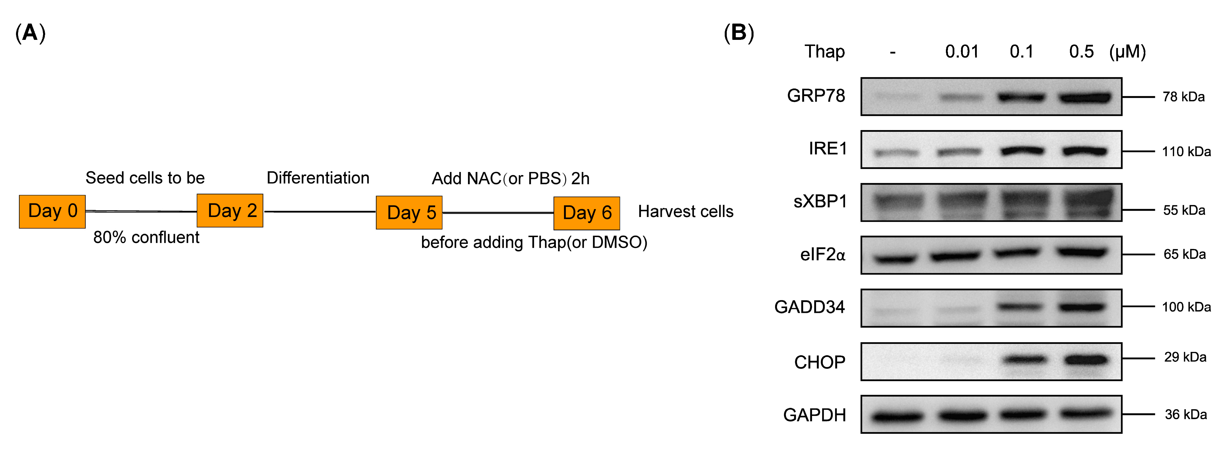 Biomedicines 12 00902 g005a