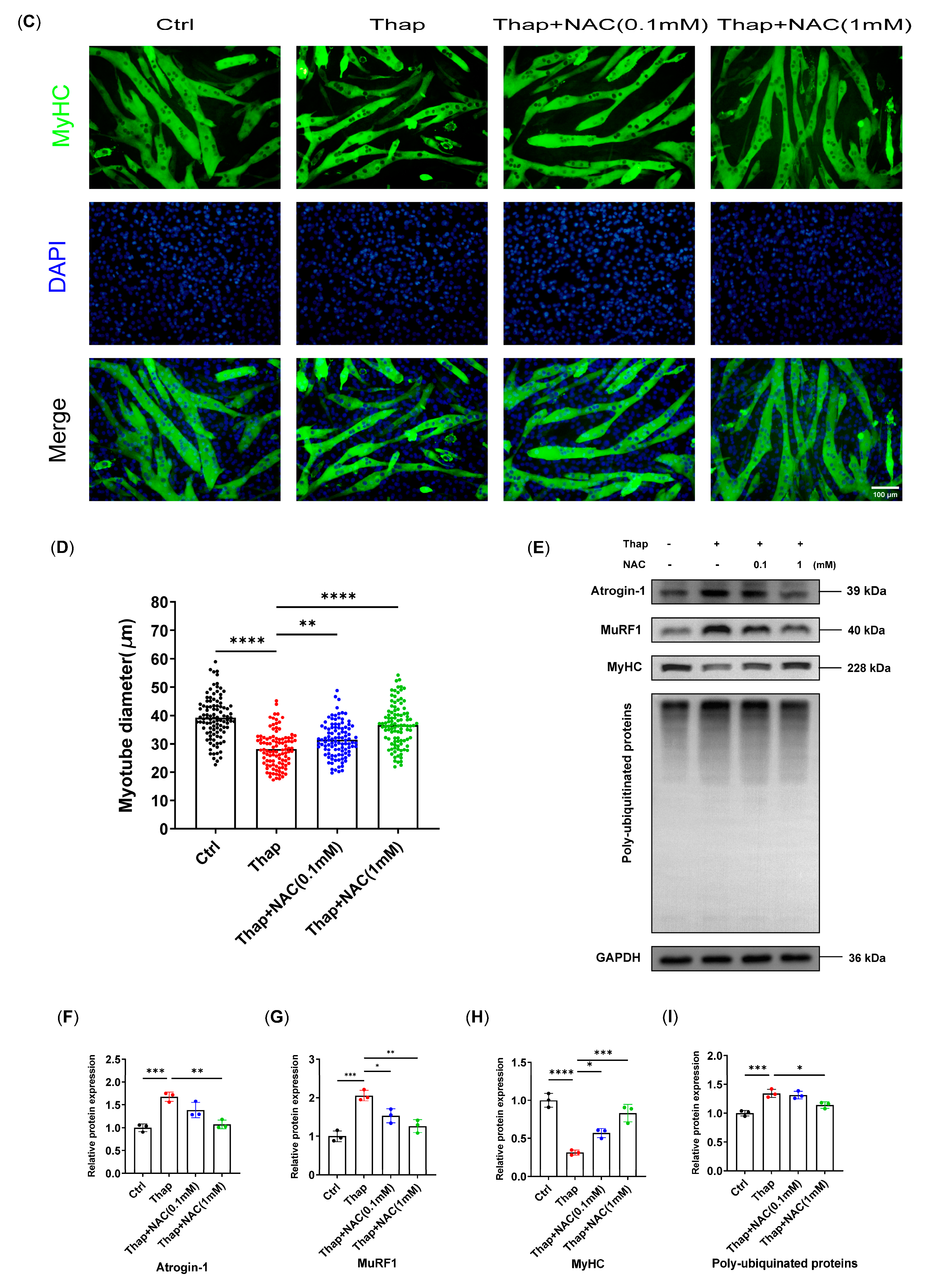 Biomedicines 12 00902 g005b