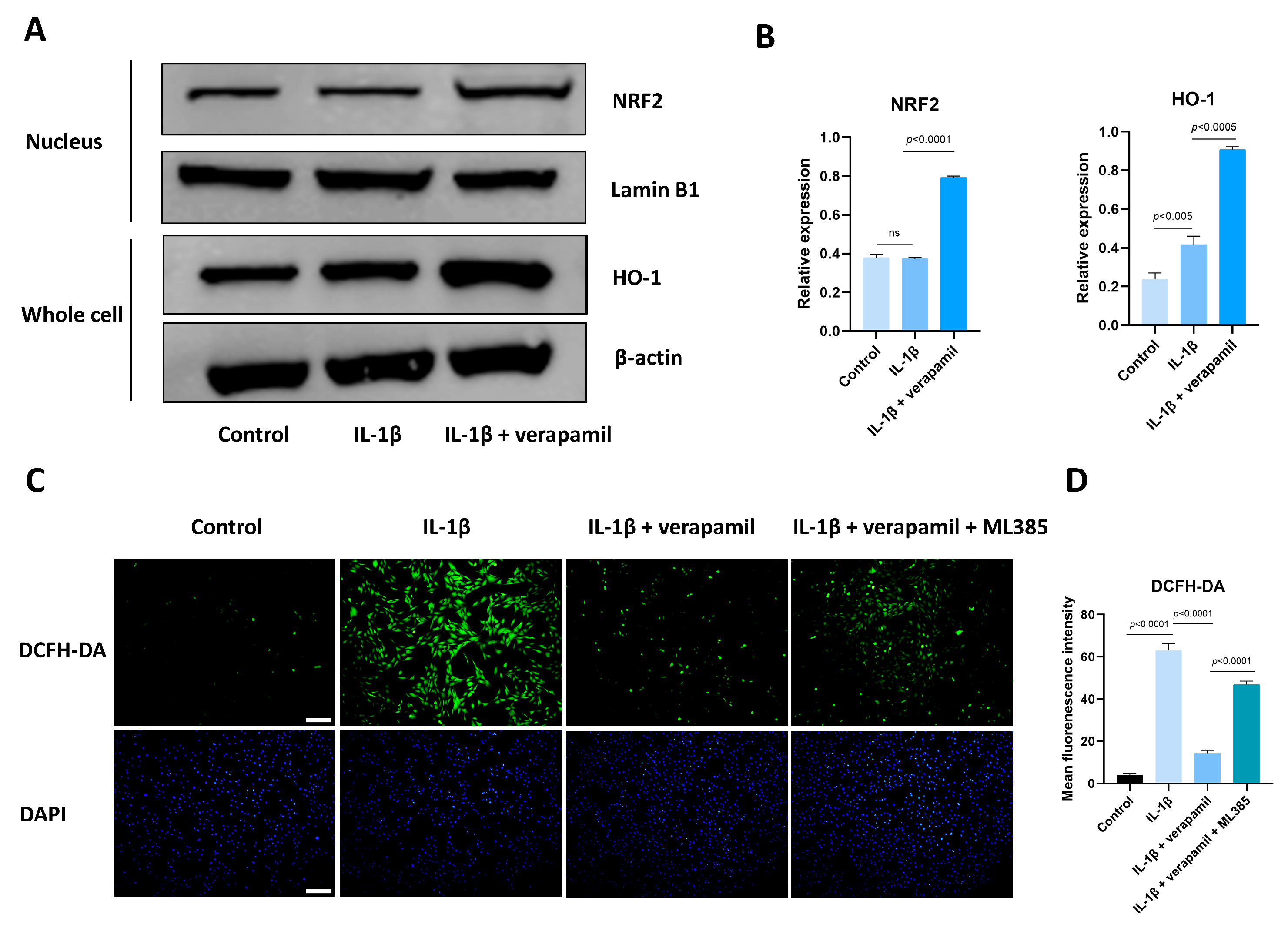 Biomedicines 12 00904 g007