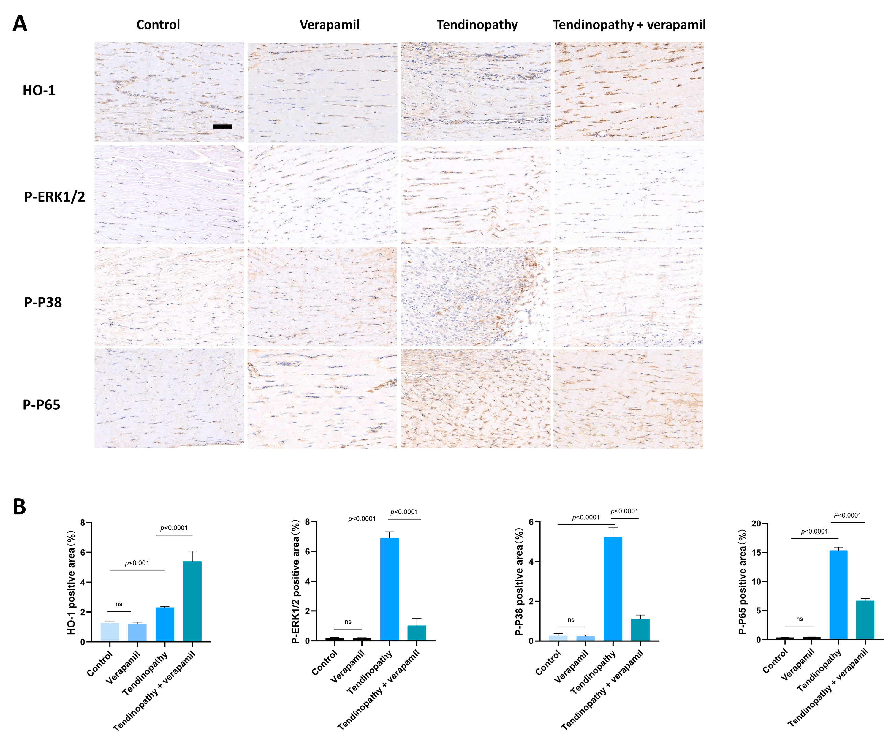 Biomedicines 12 00904 g011