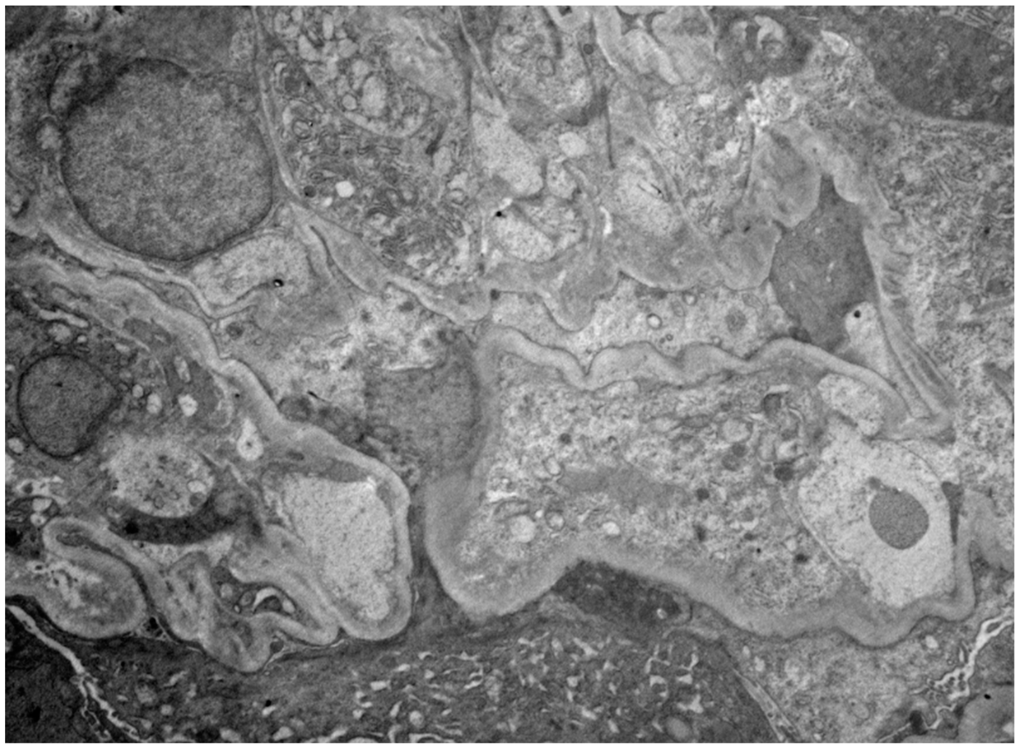 Biomedicines 12 00906 g002