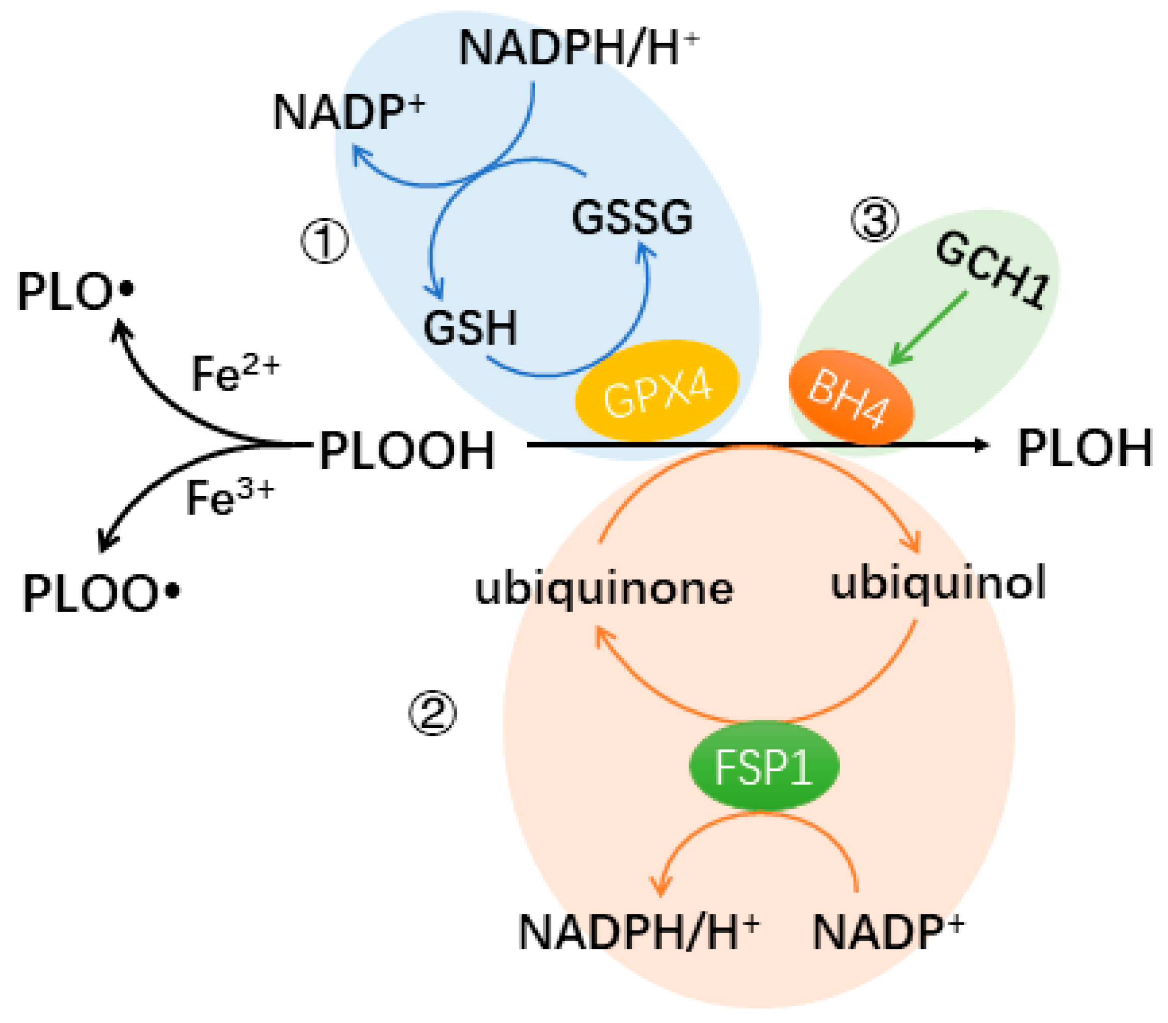 Biomedicines 12 00918 g001