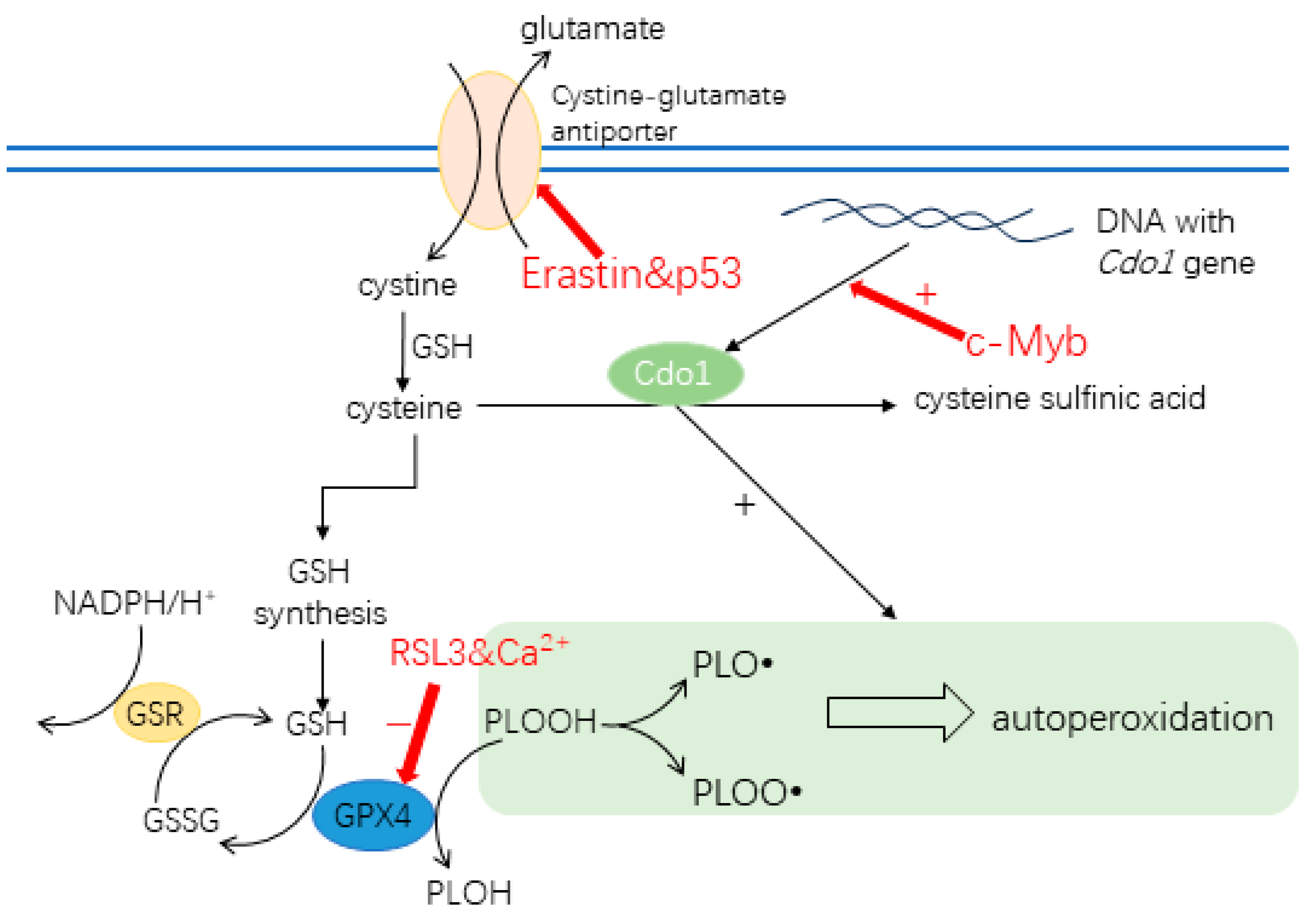 Biomedicines 12 00918 g002