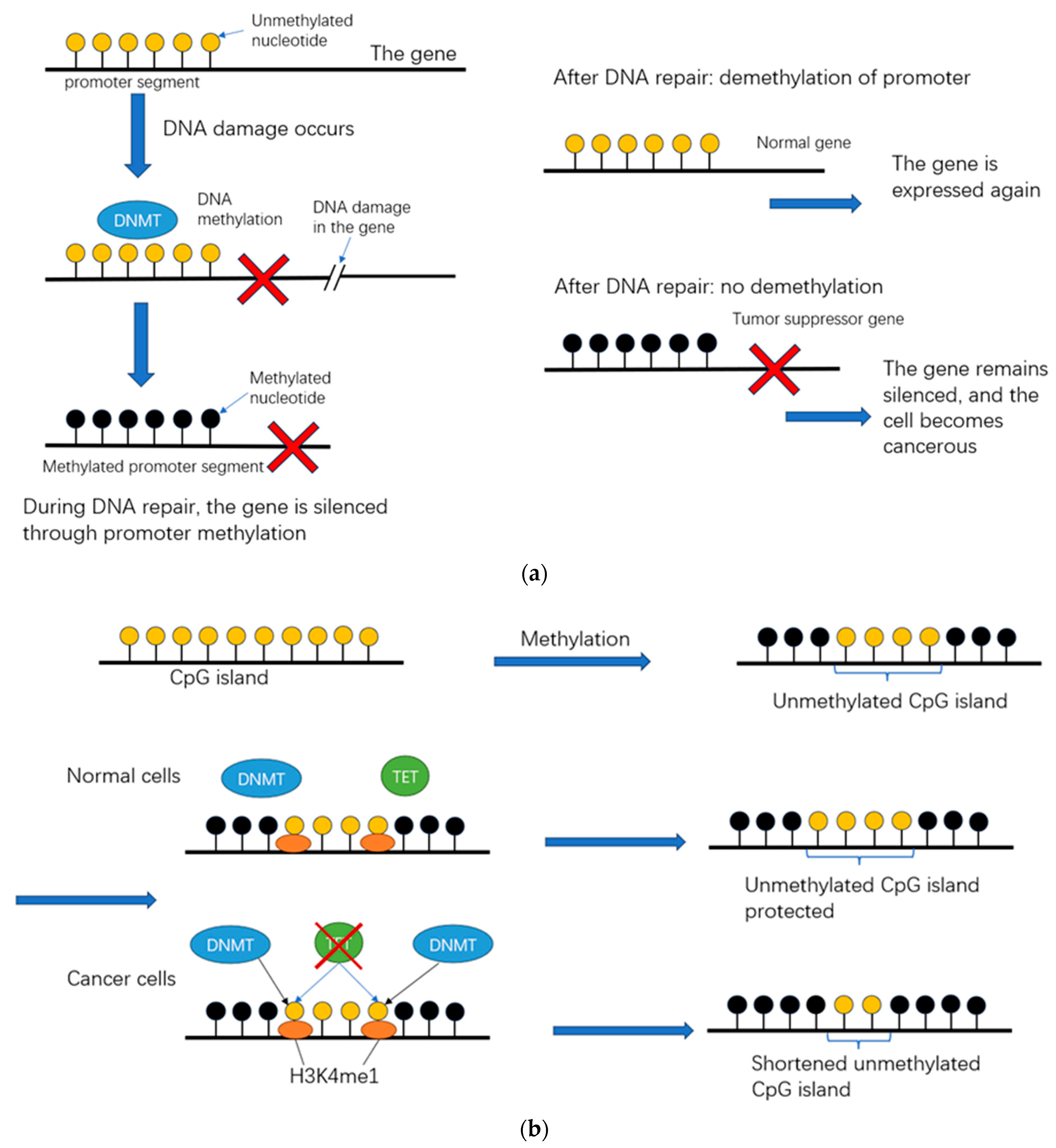 Biomedicines 12 00918 g005