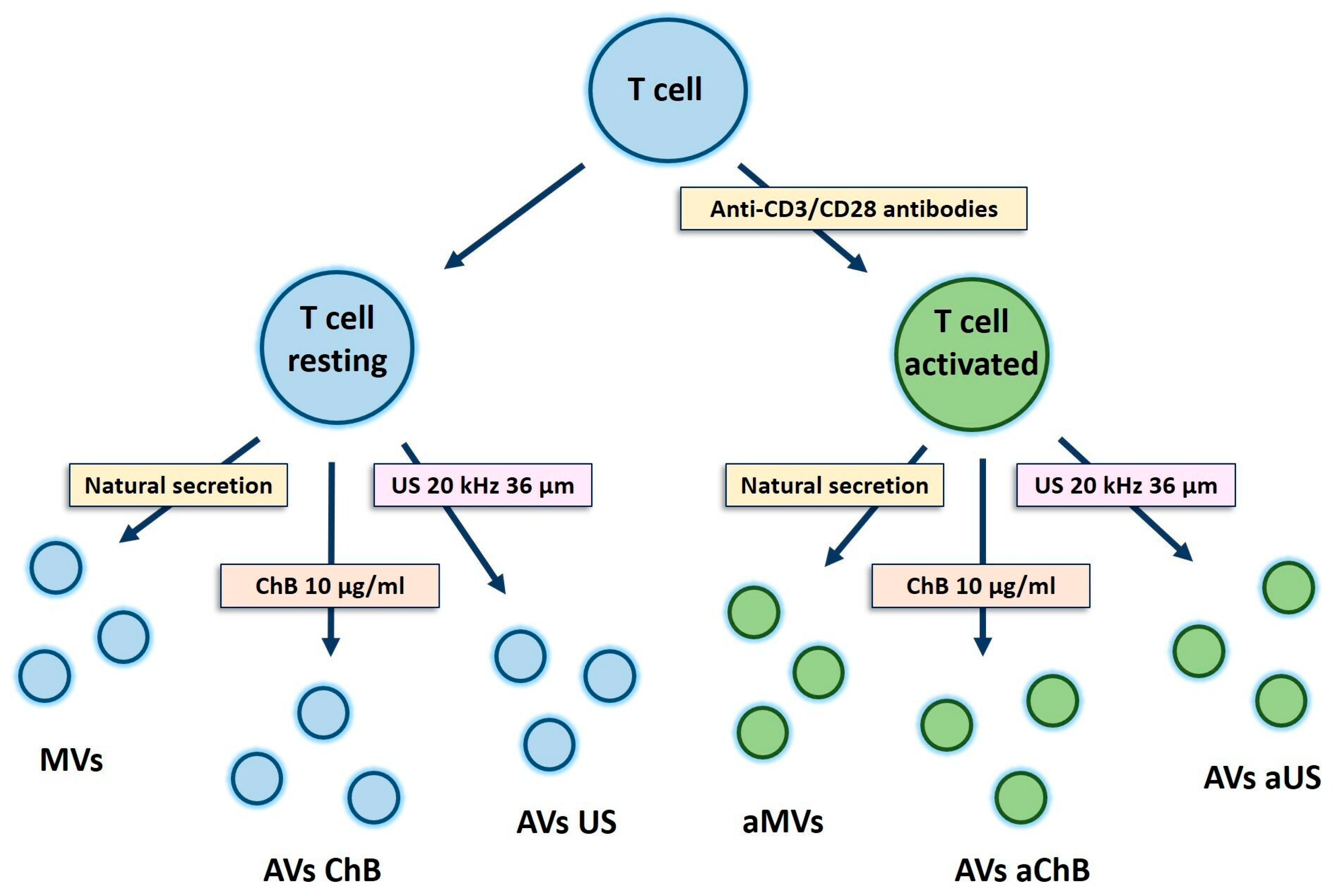 Biomedicines 12 00919 g002